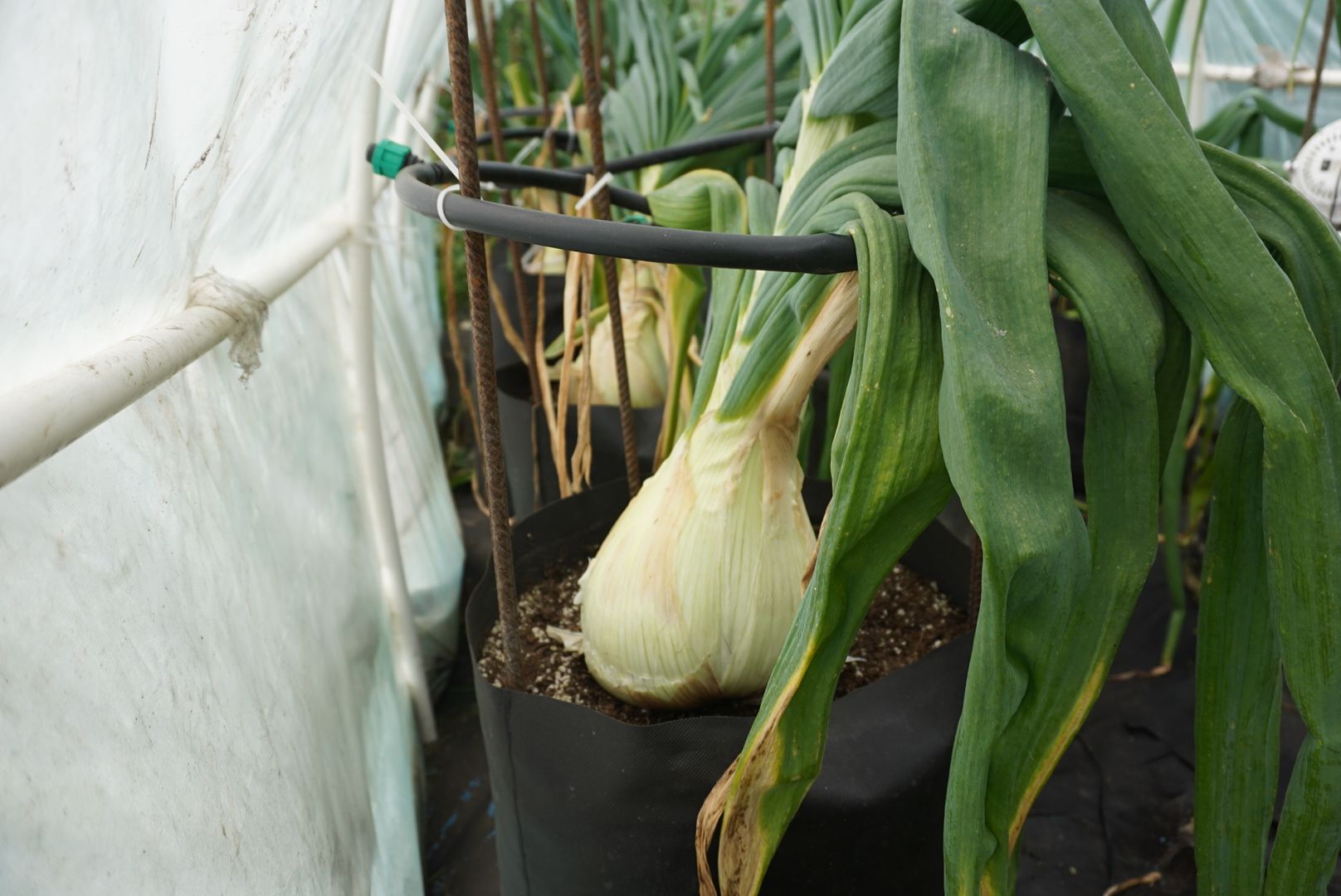 Электрогорск, лук, рекорл,