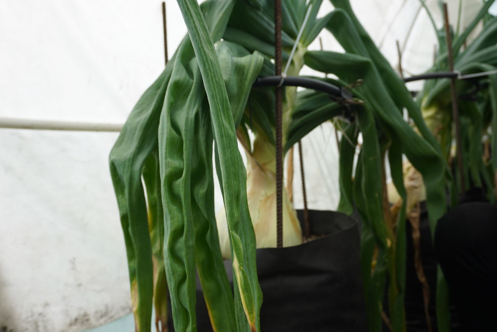 Электрогорск, лук, рекорл,