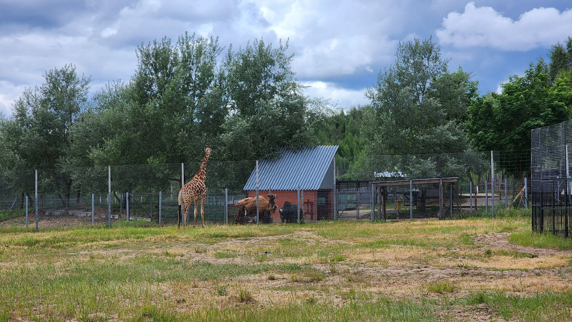 жираф, волоколамск, центр воспроизводства редких видов животных,
