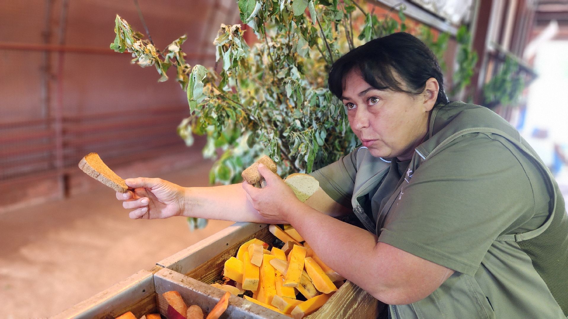 жираф, волоколамск, центр воспроизводства редких видов животных,