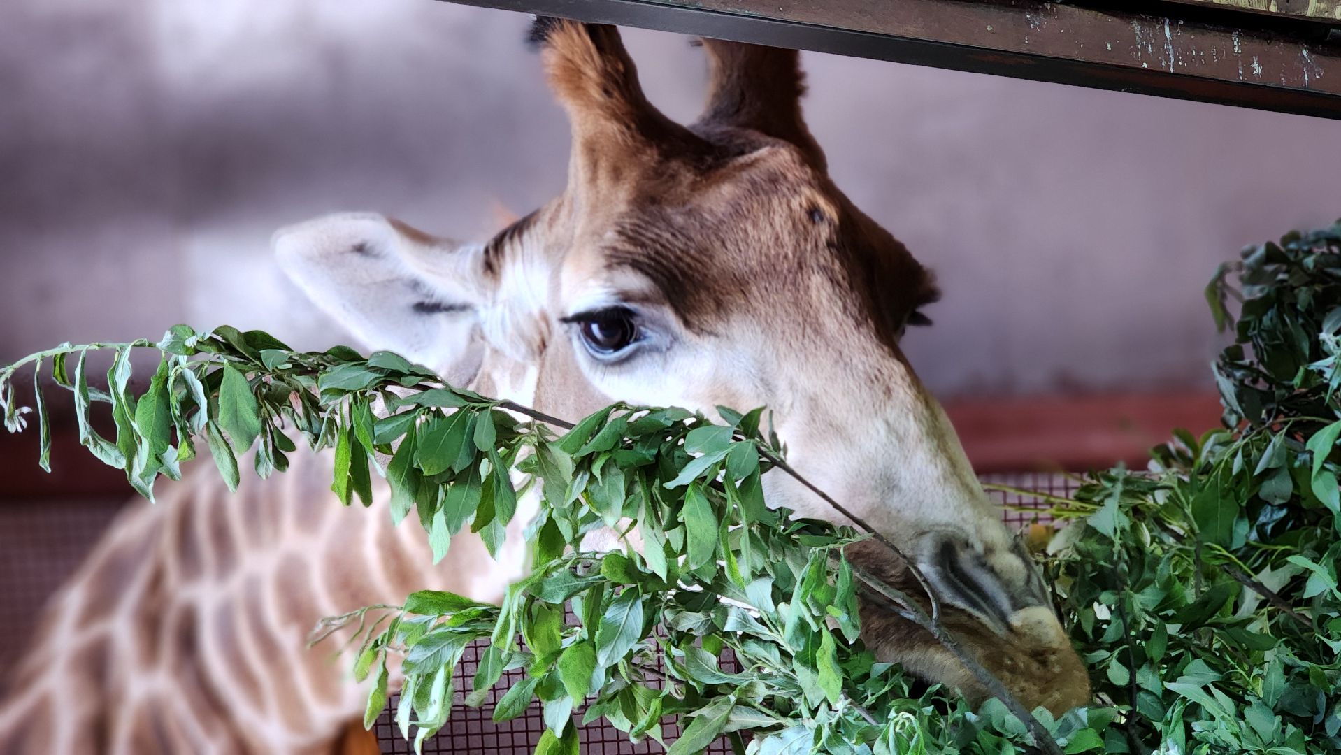 жираф, волоколамск, центр воспроизводства редких видов животных,