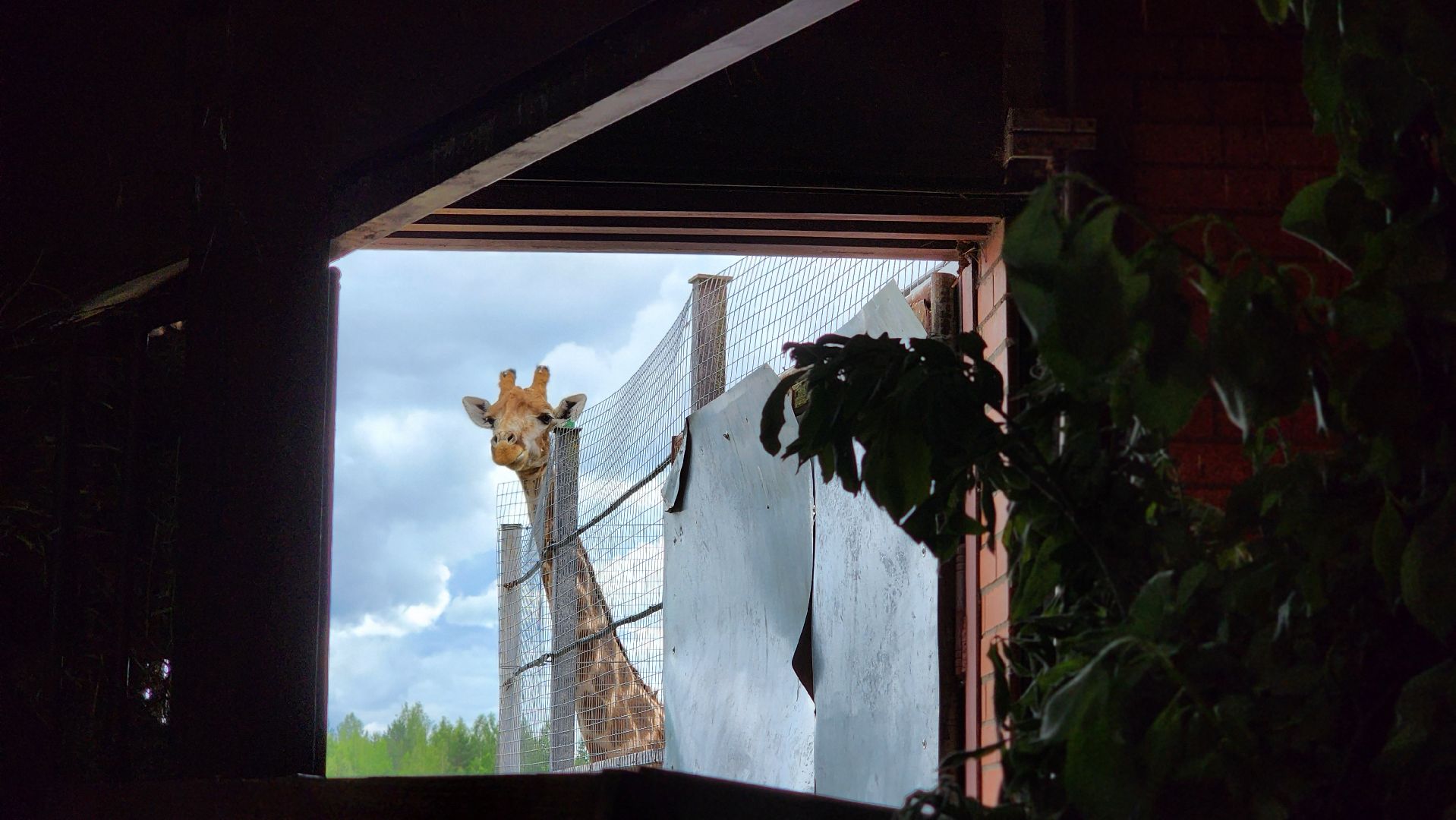 жираф, волоколамск, центр воспроизводства редких видов животных,