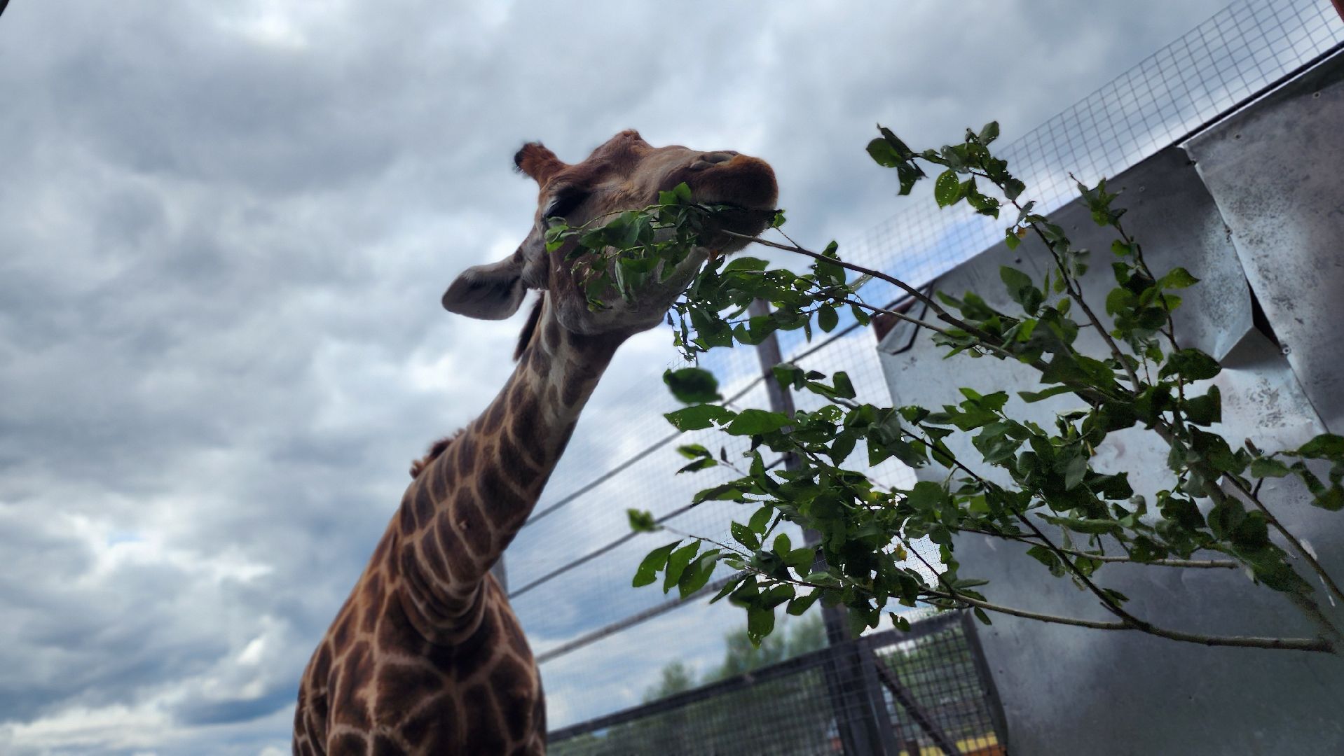 жираф, волоколамск, центр воспроизводства редких видов животных,