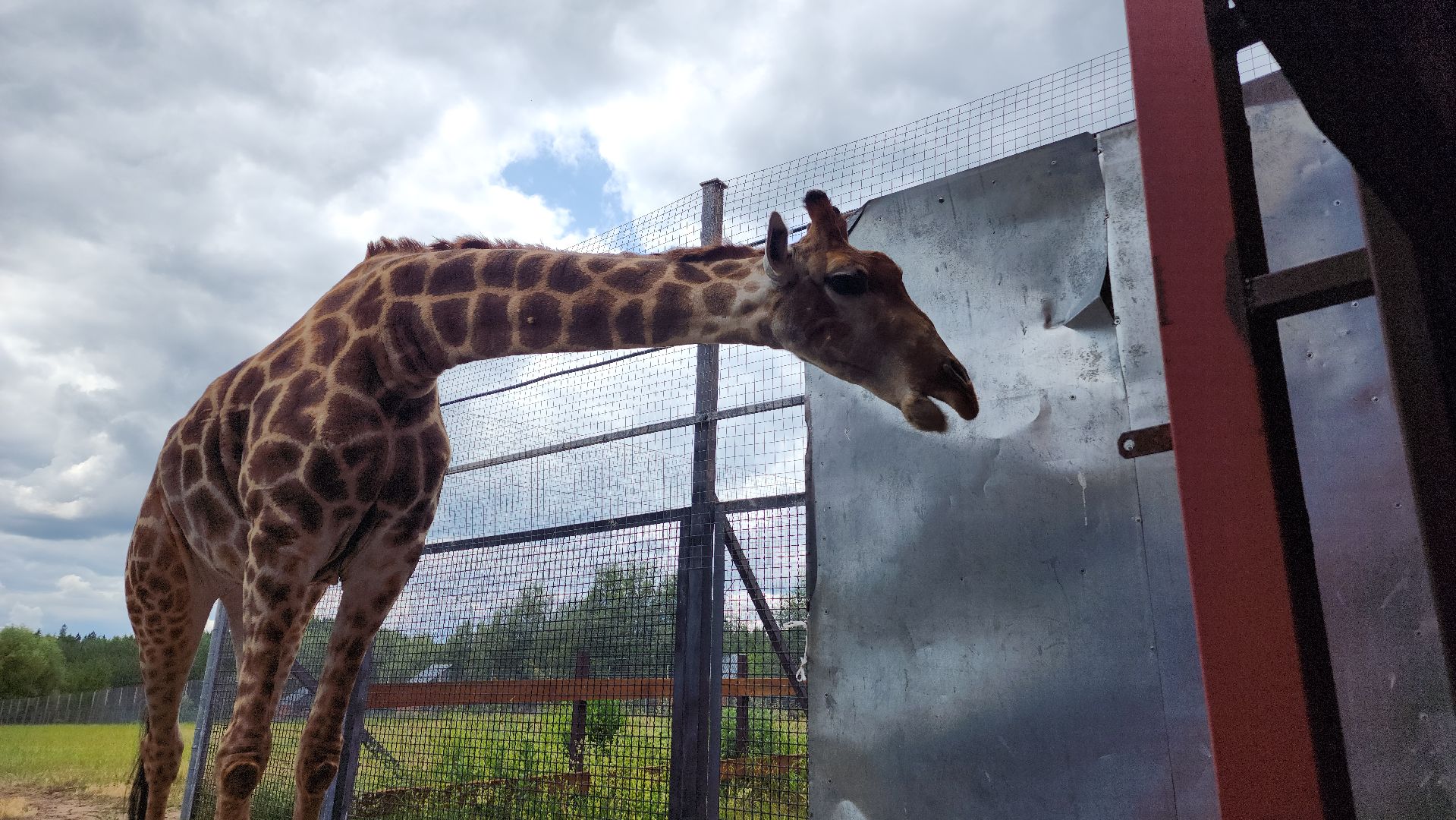 жираф, волоколамск, центр воспроизводства редких видов животных,
