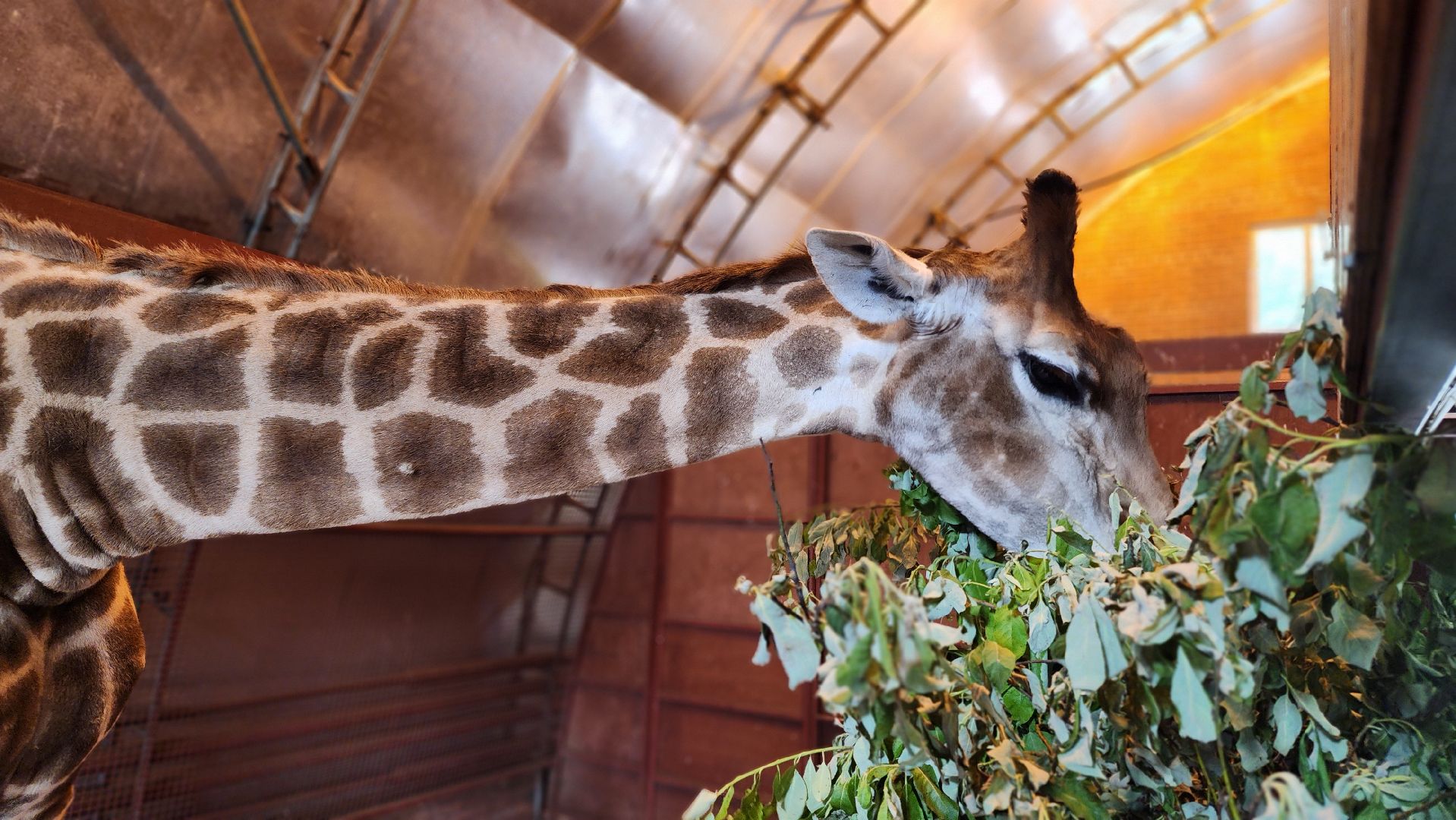 жираф, волоколамск, центр воспроизводства редких видов животных,