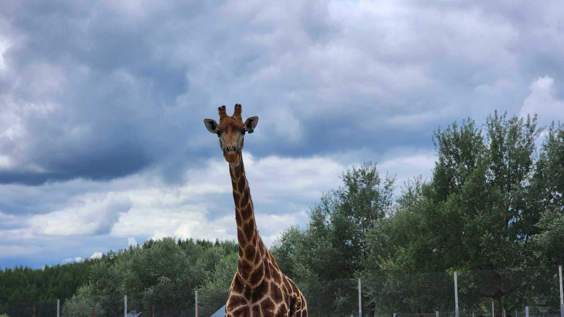 жираф, волоколамск, центр воспроизводства редких видов животных,