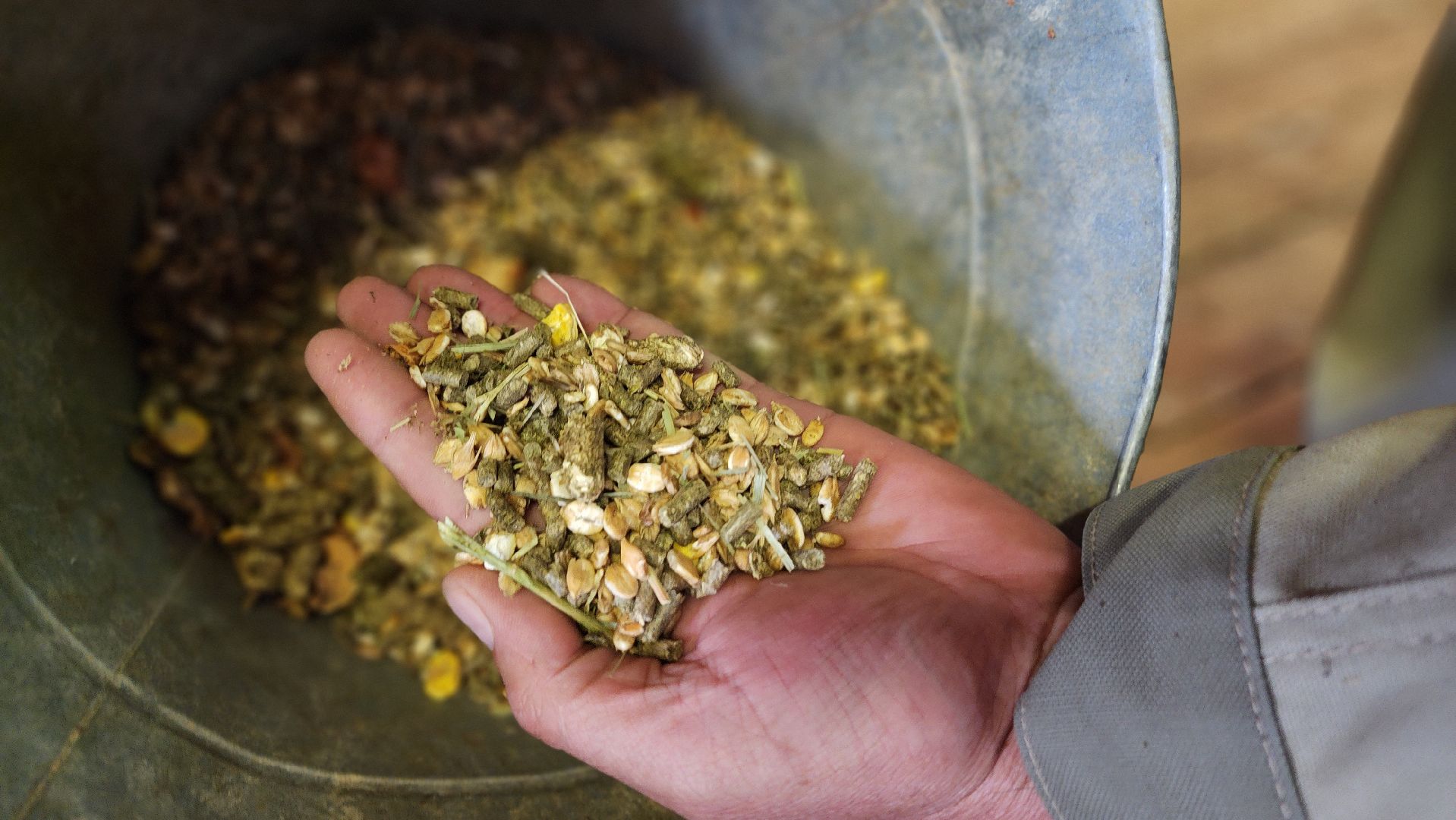 жираф, волоколамск, центр воспроизводства редких видов животных,