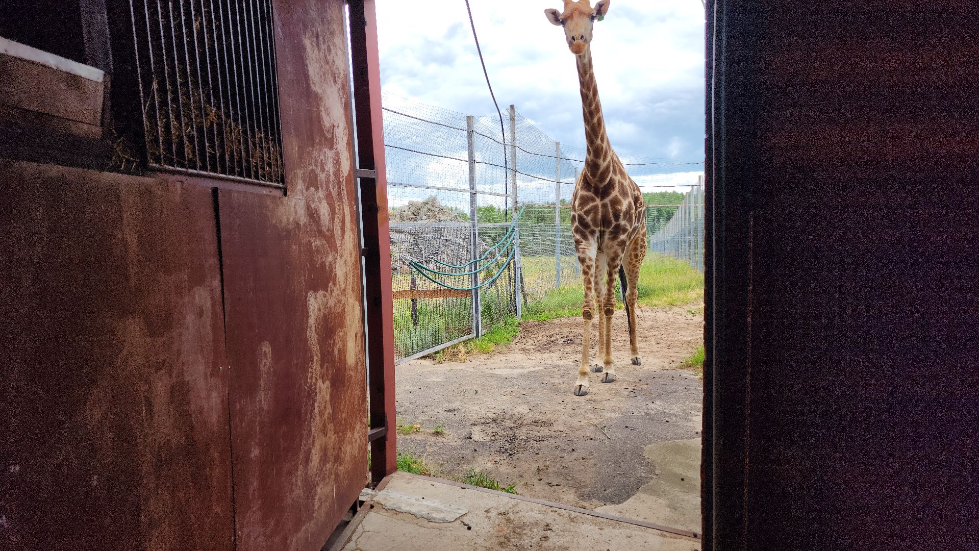 жираф, волоколамск, центр воспроизводства редких видов животных,