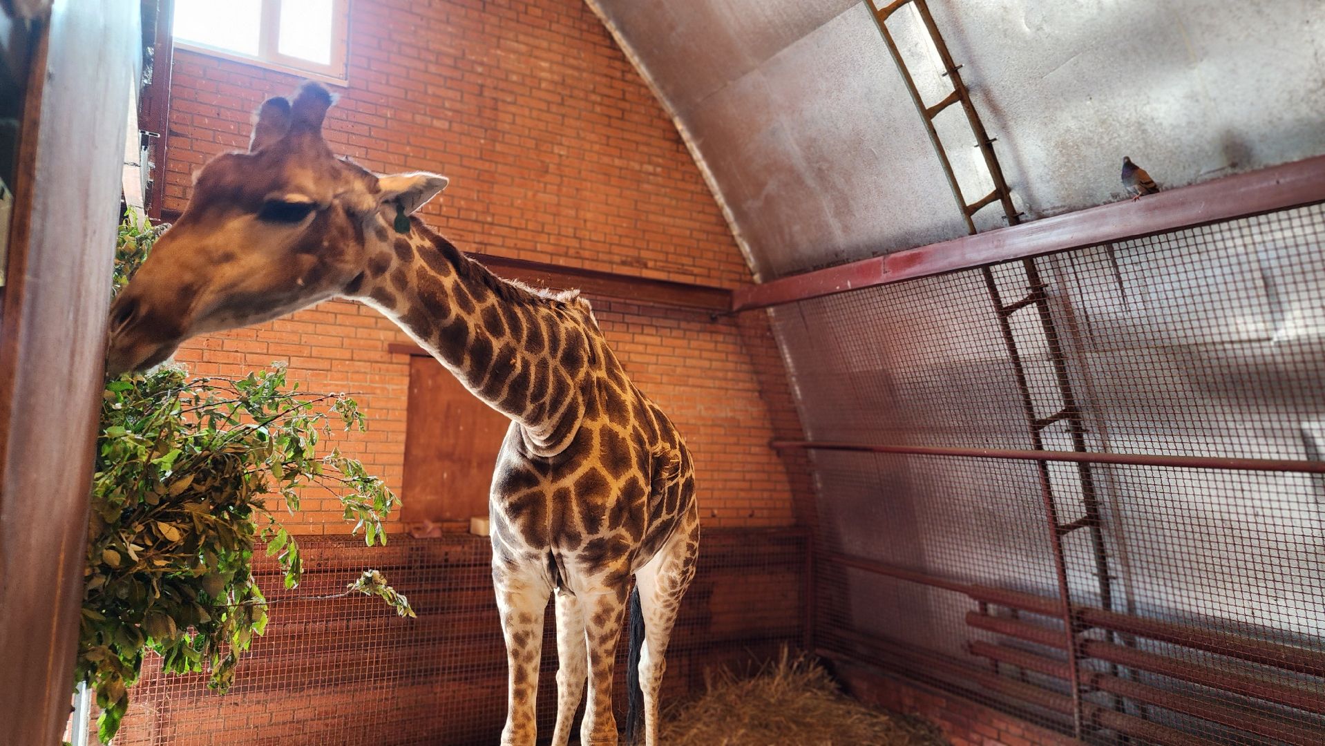 жираф, волоколамск, центр воспроизводства редких видов животных,