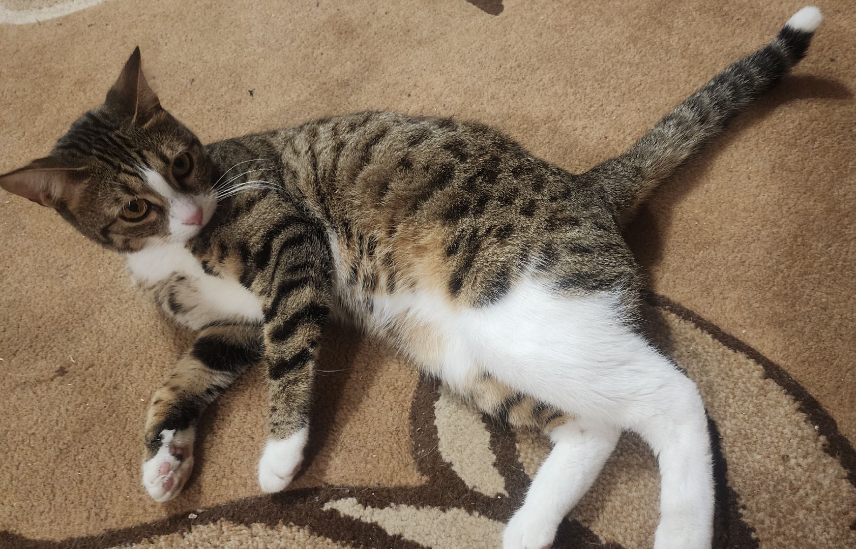 Домашние животные , Ветеринария , Общество ,