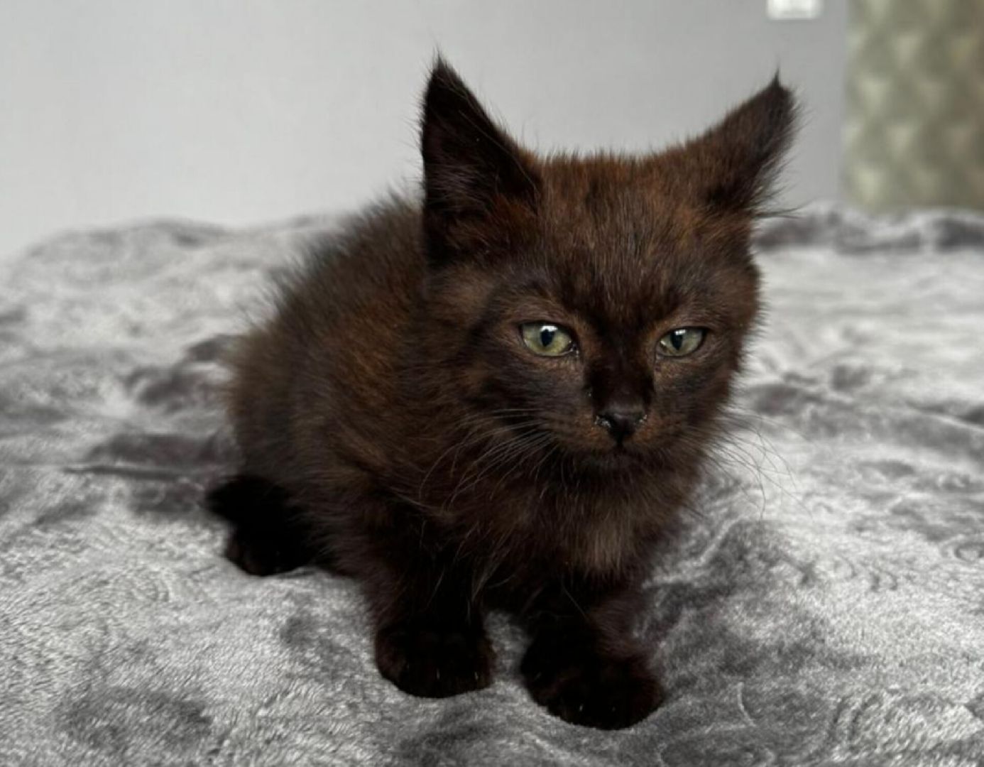 Домашние животные , Ветеринария , Общество ,