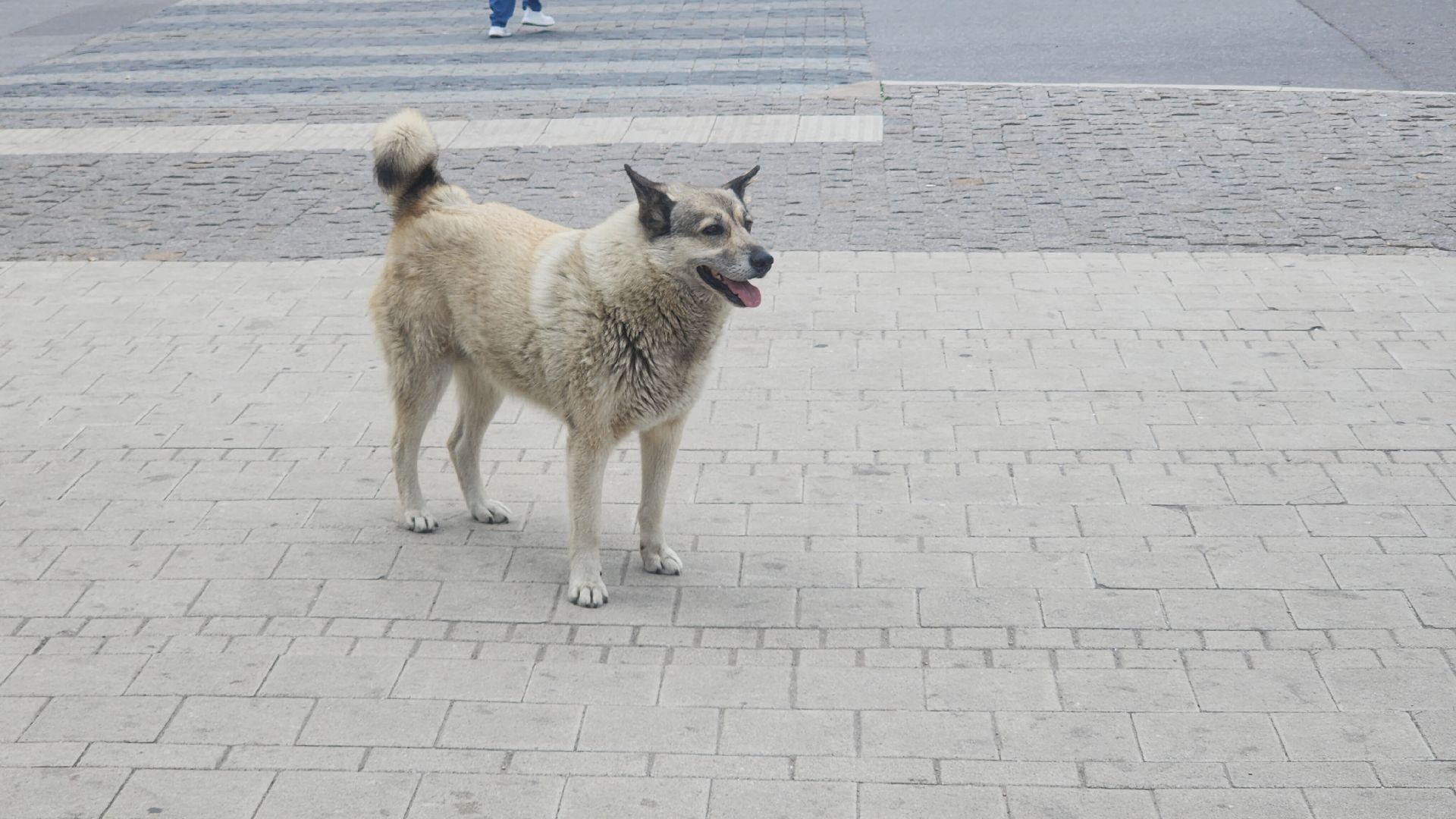 Домашние животные , Ветеринария , Общество ,