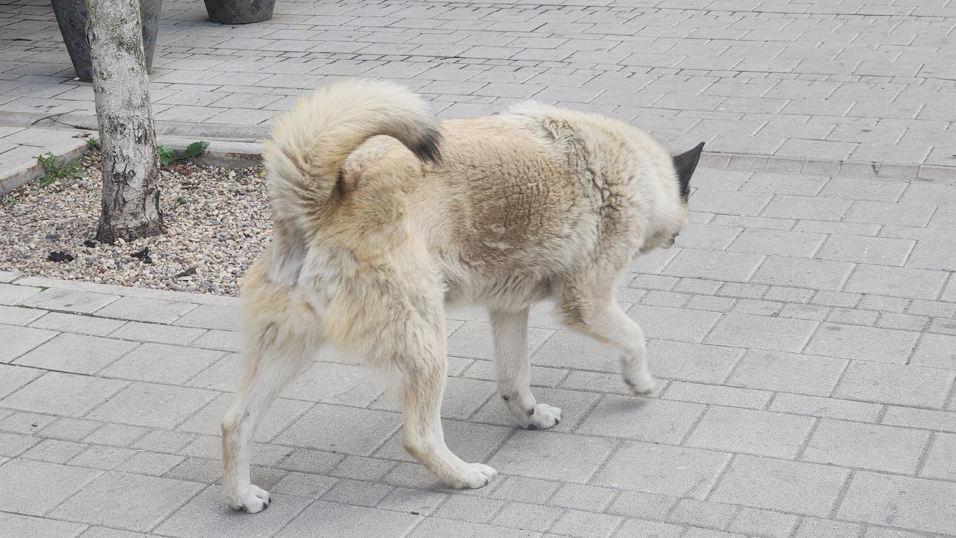 Домашние животные , Ветеринария , Общество ,