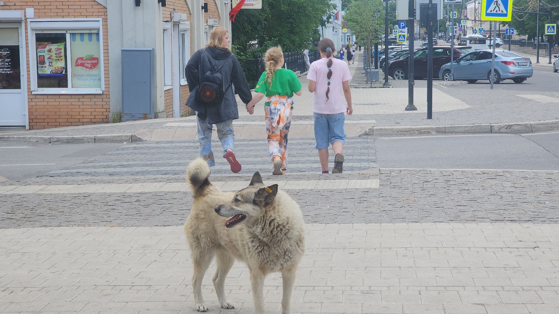 Домашние животные , Ветеринария , Общество ,