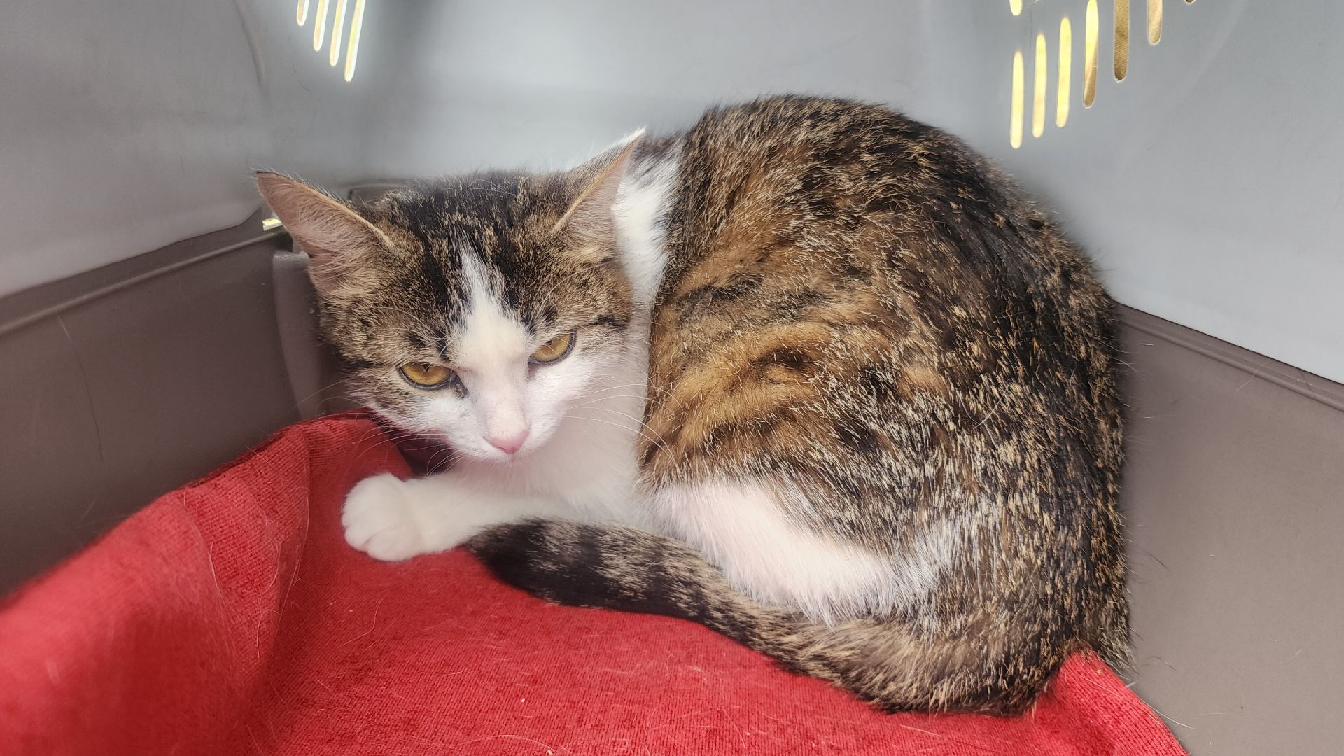 Домашние животные , Ветеринария , Общество ,