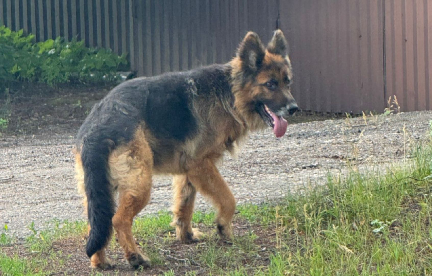 Домашние животные , Ветеринария , Общество ,