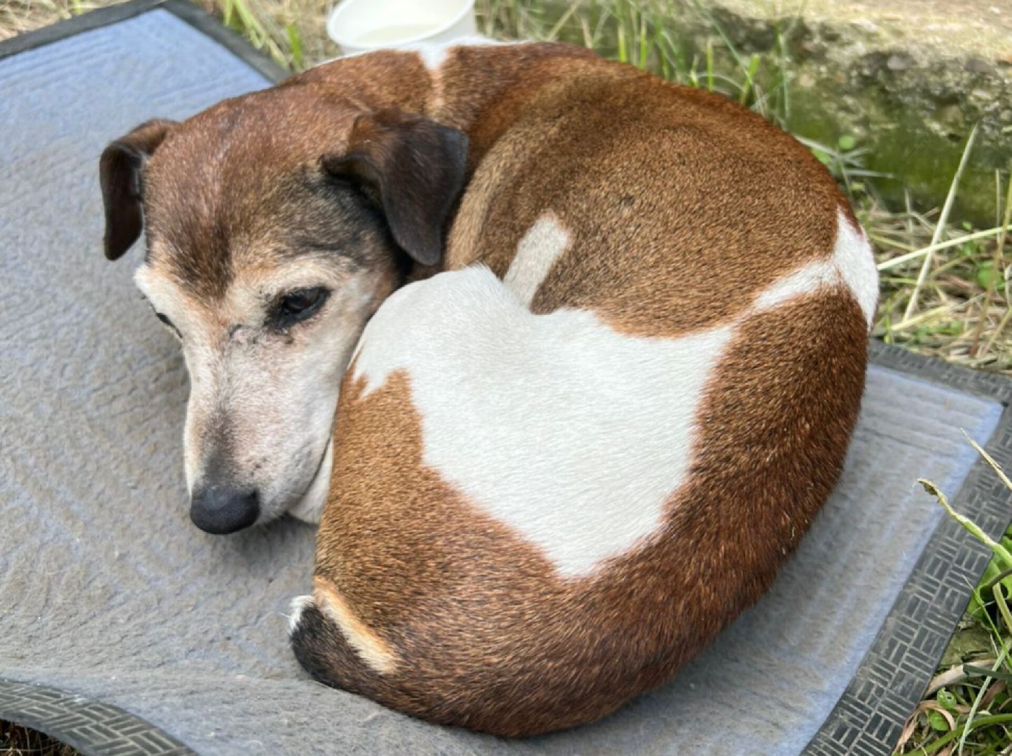 Домашние животные , Ветеринария , Общество ,