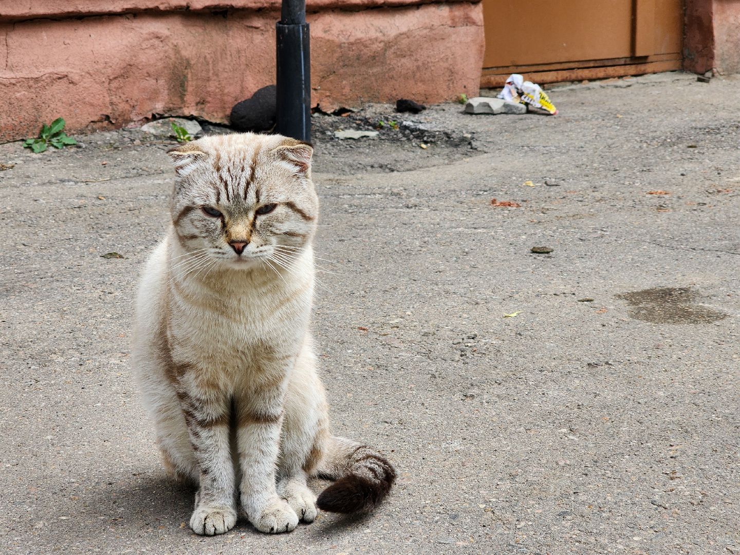 электросталь, жители, благоустройство, ремонт, двор,
