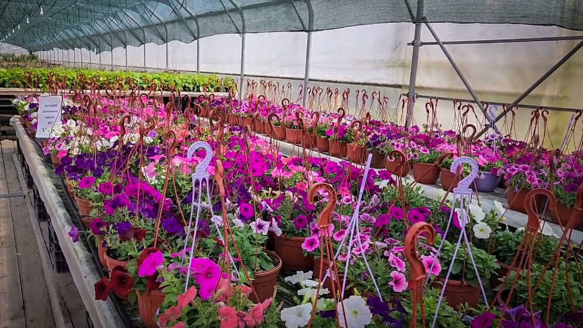 раменский округ, питомник растений,цветочная компания харченко, садовый центр бояркино,