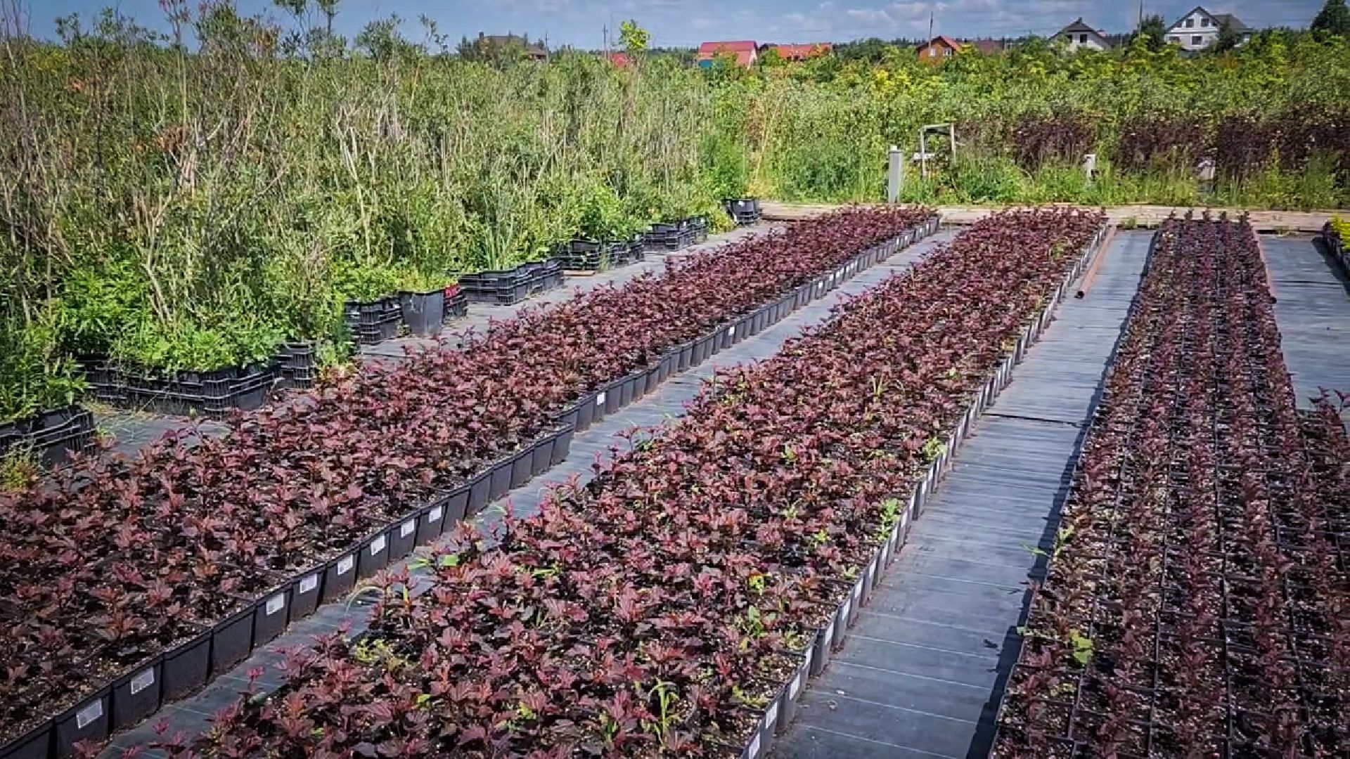 раменский округ, питомник растений,цветочная компания харченко, садовый центр бояркино,
