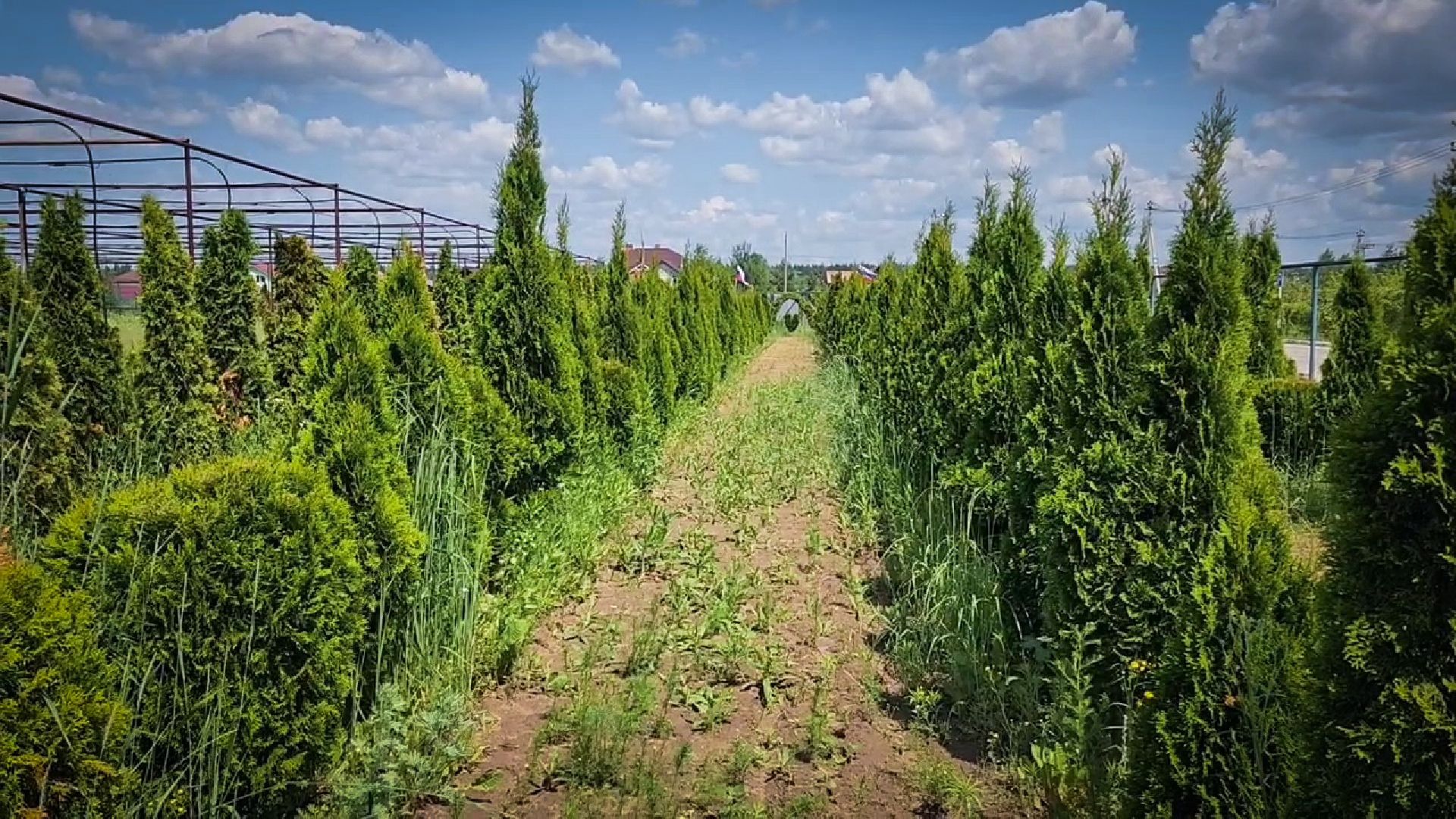 раменский округ, питомник растений,цветочная компания харченко, садовый центр бояркино,