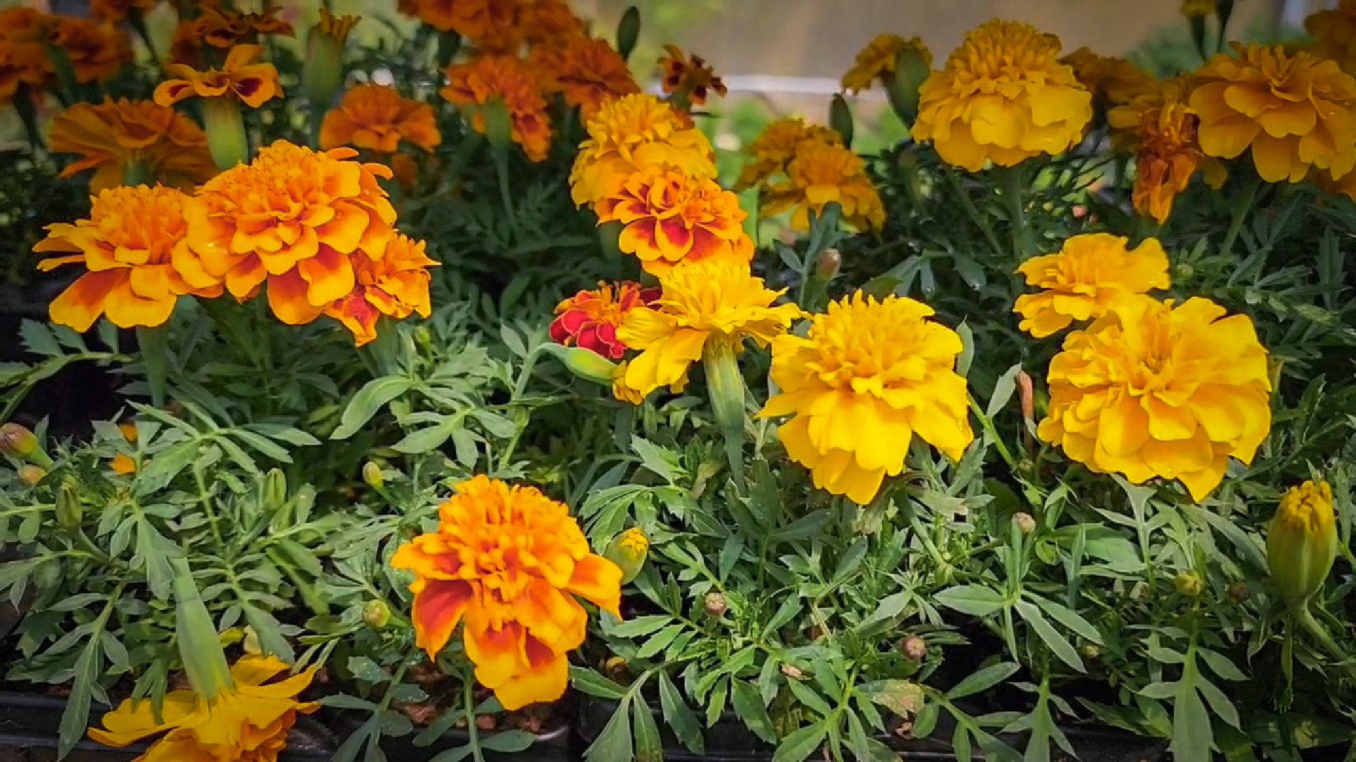 раменский округ, питомник растений,цветочная компания харченко, садовый центр бояркино,