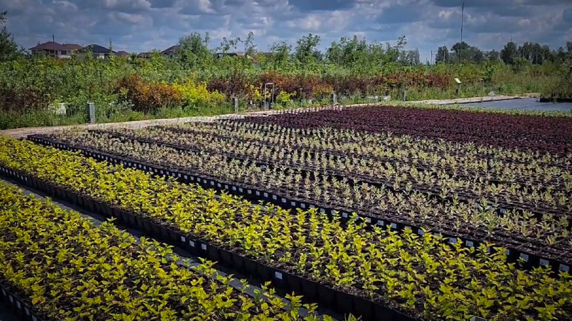раменский округ, питомник растений,цветочная компания харченко, садовый центр бояркино,