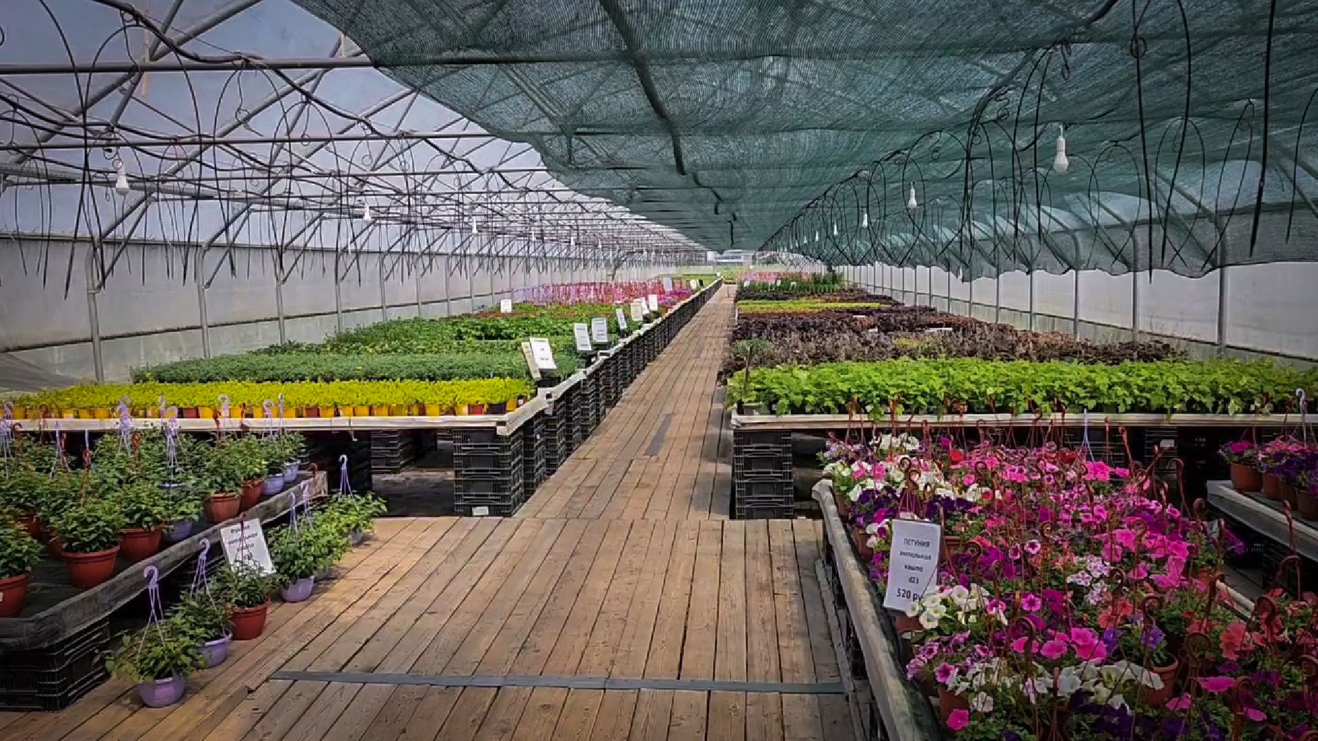 раменский округ, питомник растений,цветочная компания харченко, садовый центр бояркино,