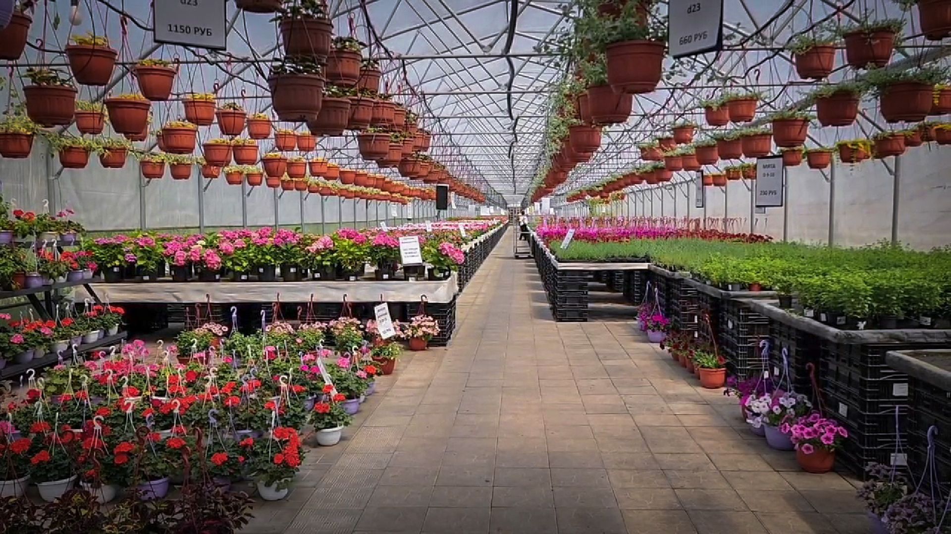 раменский округ, питомник растений,цветочная компания харченко, садовый центр бояркино,