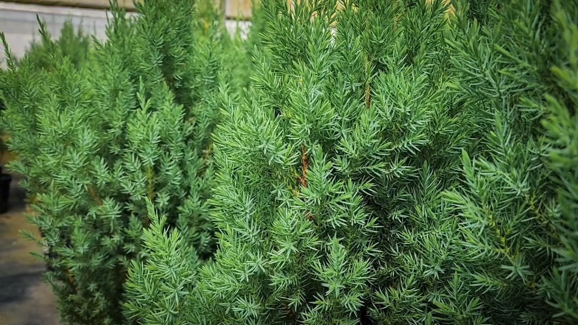 раменский округ, питомник растений,цветочная компания харченко, садовый центр бояркино,