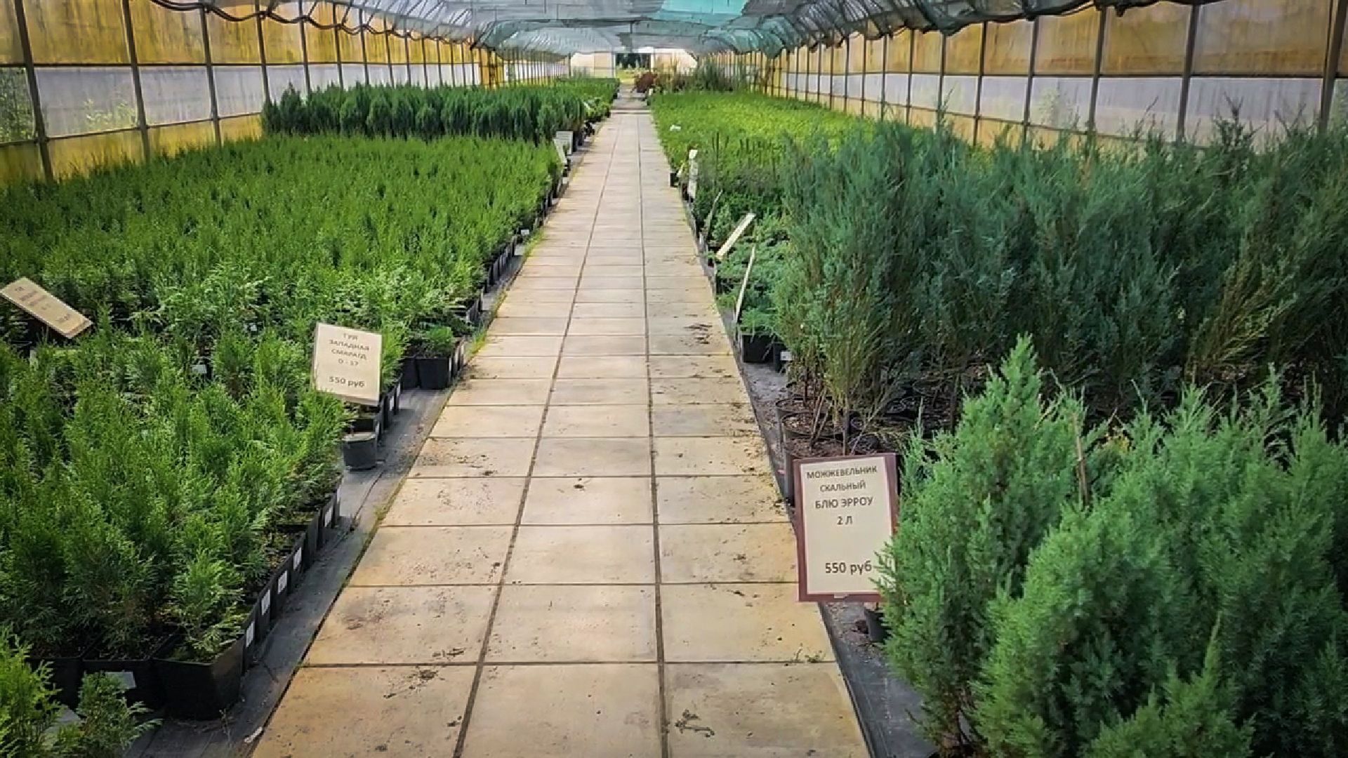 раменский округ, питомник растений,цветочная компания харченко, садовый центр бояркино,