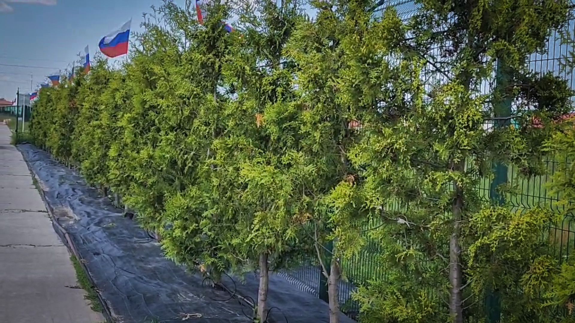 раменский округ, питомник растений,цветочная компания харченко, садовый центр бояркино,