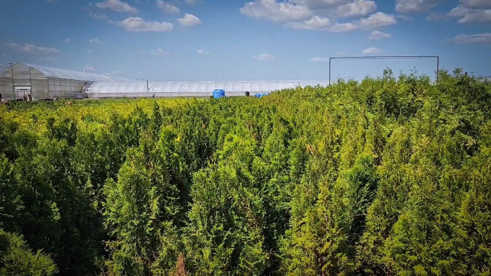 раменский округ, питомник растений,цветочная компания харченко, садовый центр бояркино,