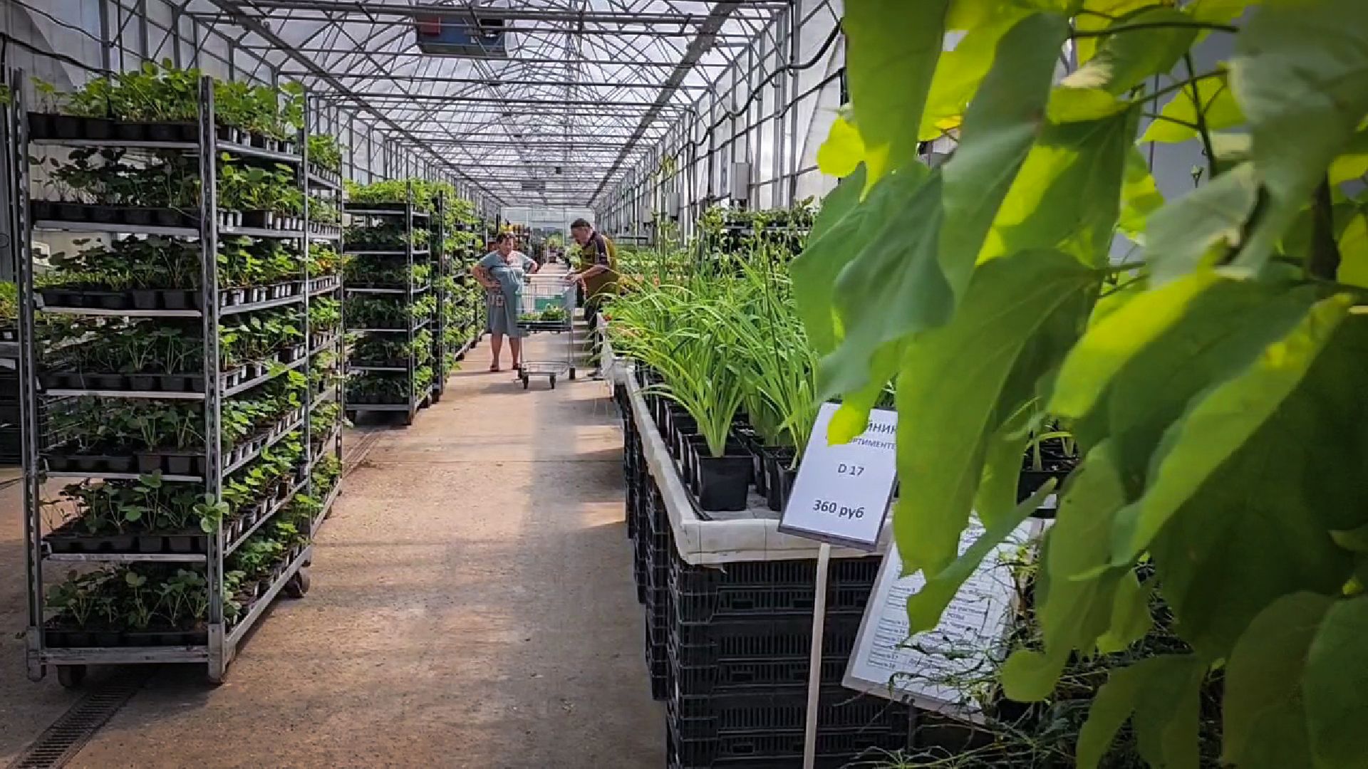 раменский округ, питомник растений,цветочная компания харченко, садовый центр бояркино,