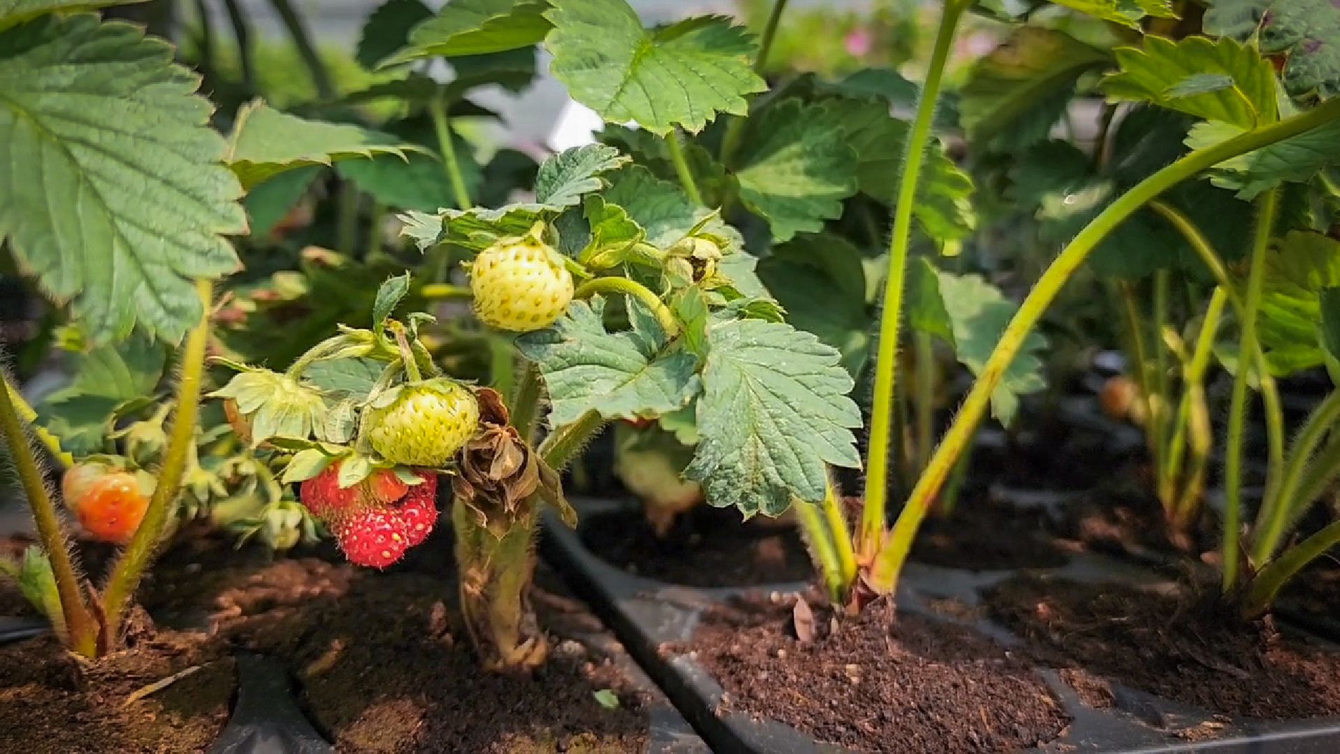 раменский округ, питомник растений,цветочная компания харченко, садовый центр бояркино,