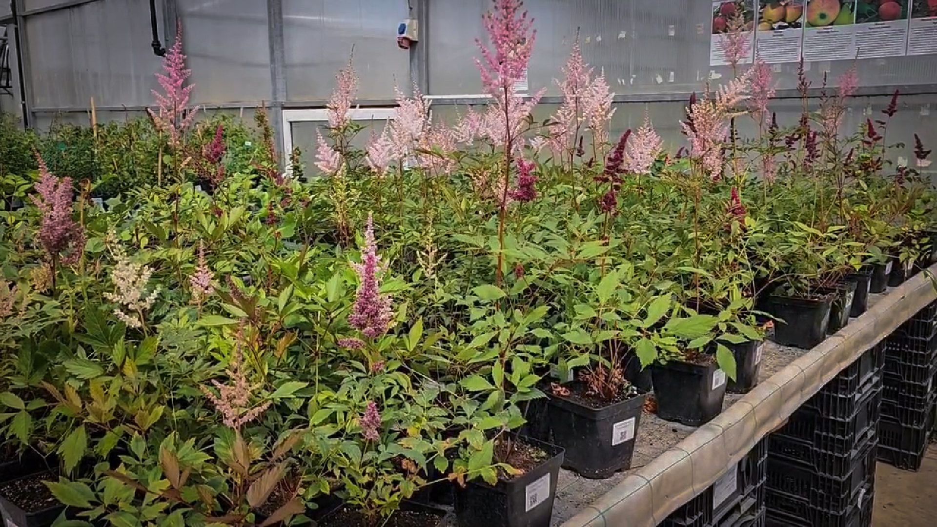 раменский округ, питомник растений,цветочная компания харченко, садовый центр бояркино,