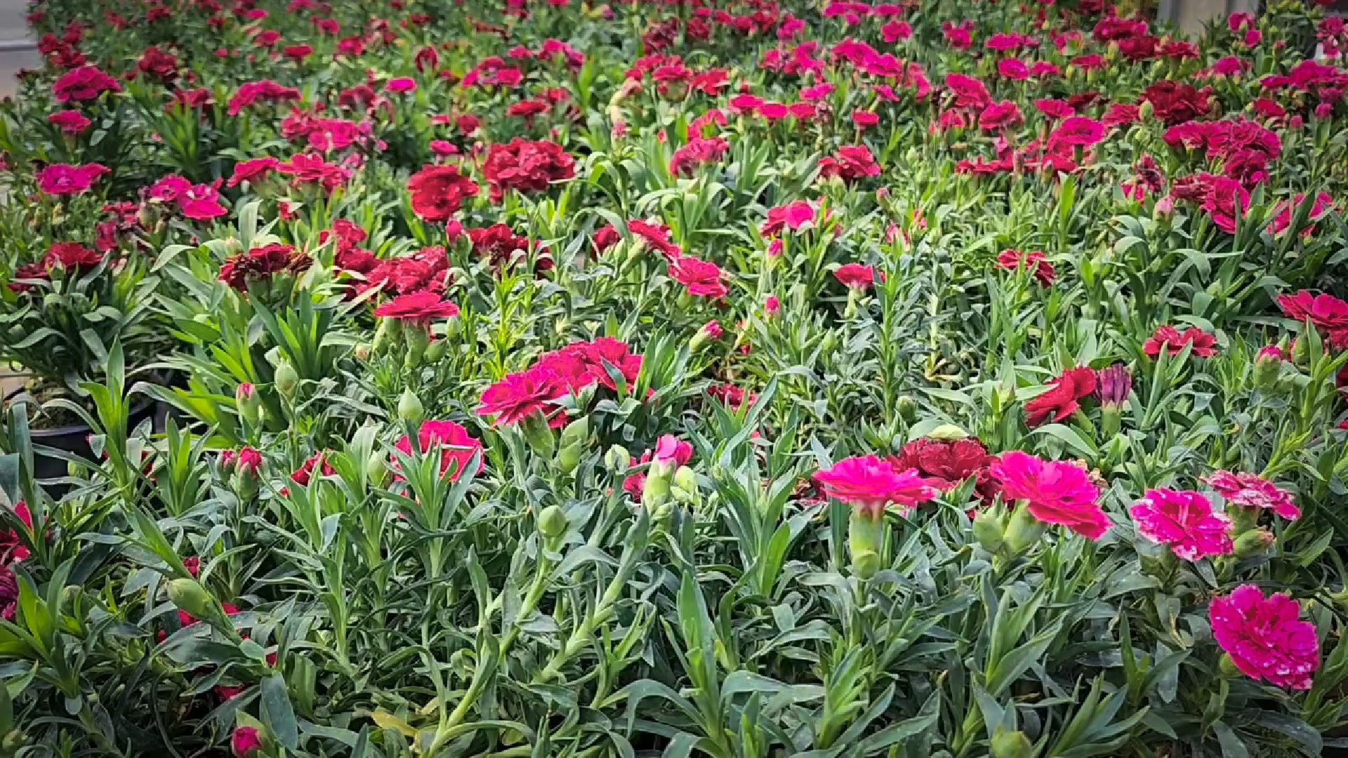 раменский округ, питомник растений,цветочная компания харченко, садовый центр бояркино,