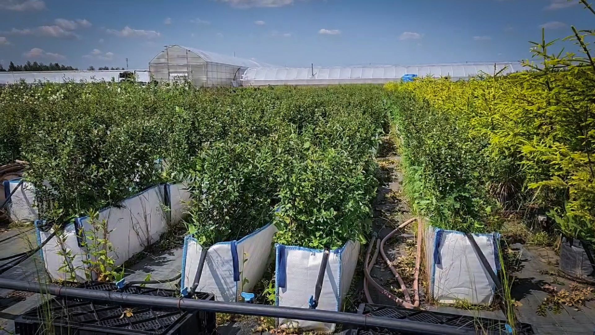 раменский округ, питомник растений,цветочная компания харченко, садовый центр бояркино,