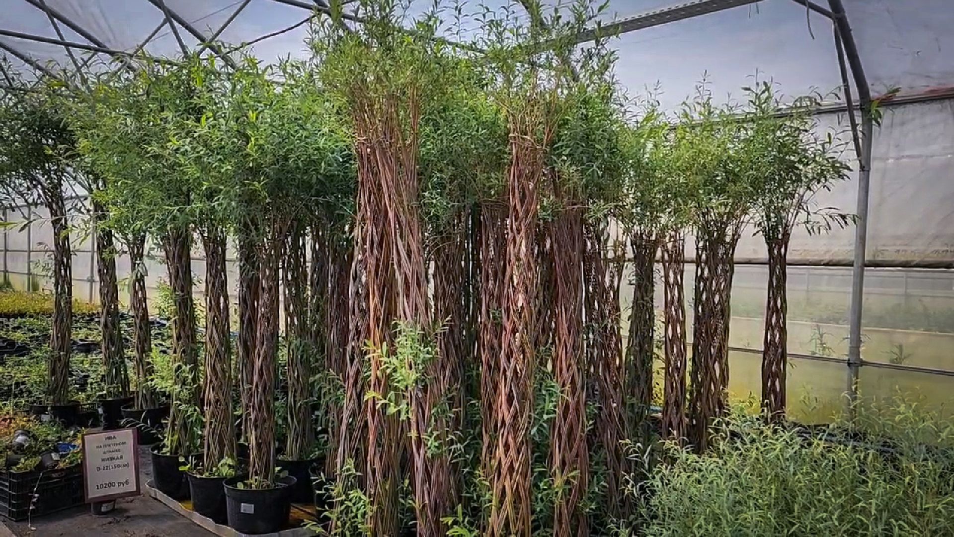 раменский округ, питомник растений,цветочная компания харченко, садовый центр бояркино,