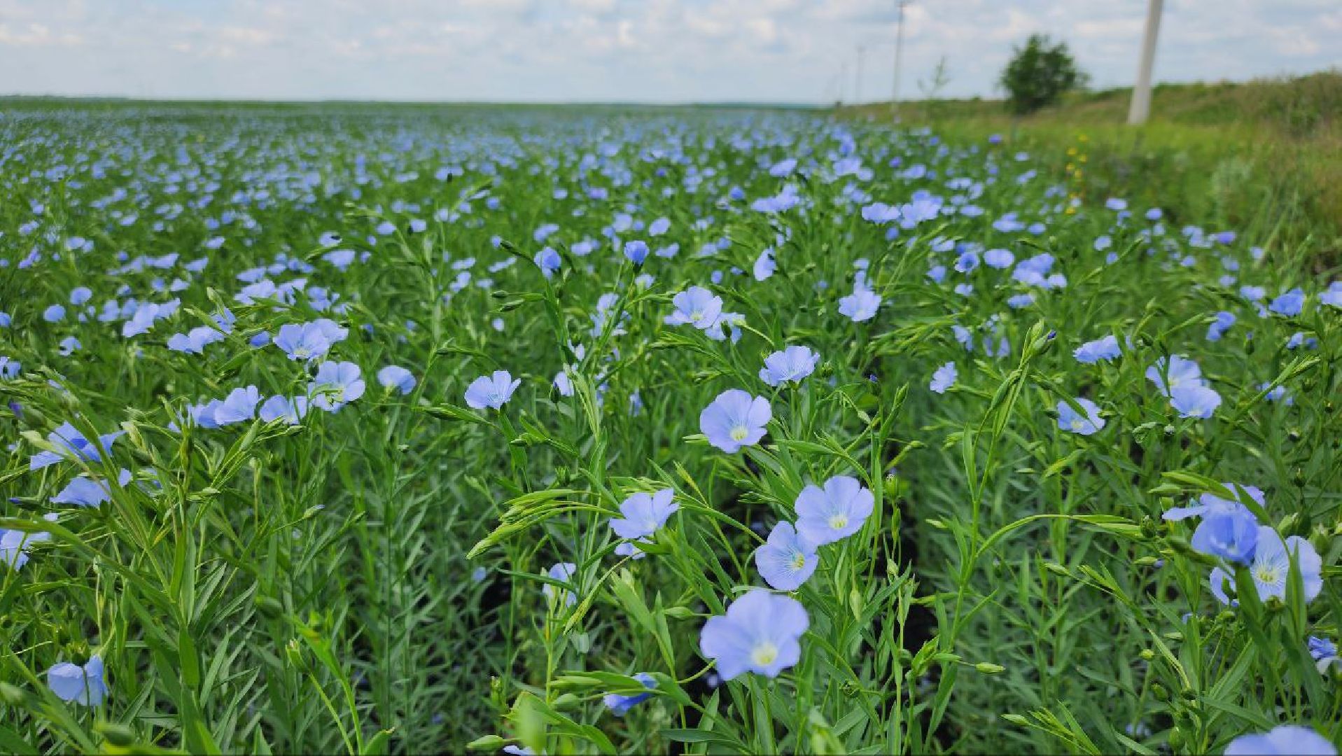 серебряные пруды, сельское хозяйство, лен,