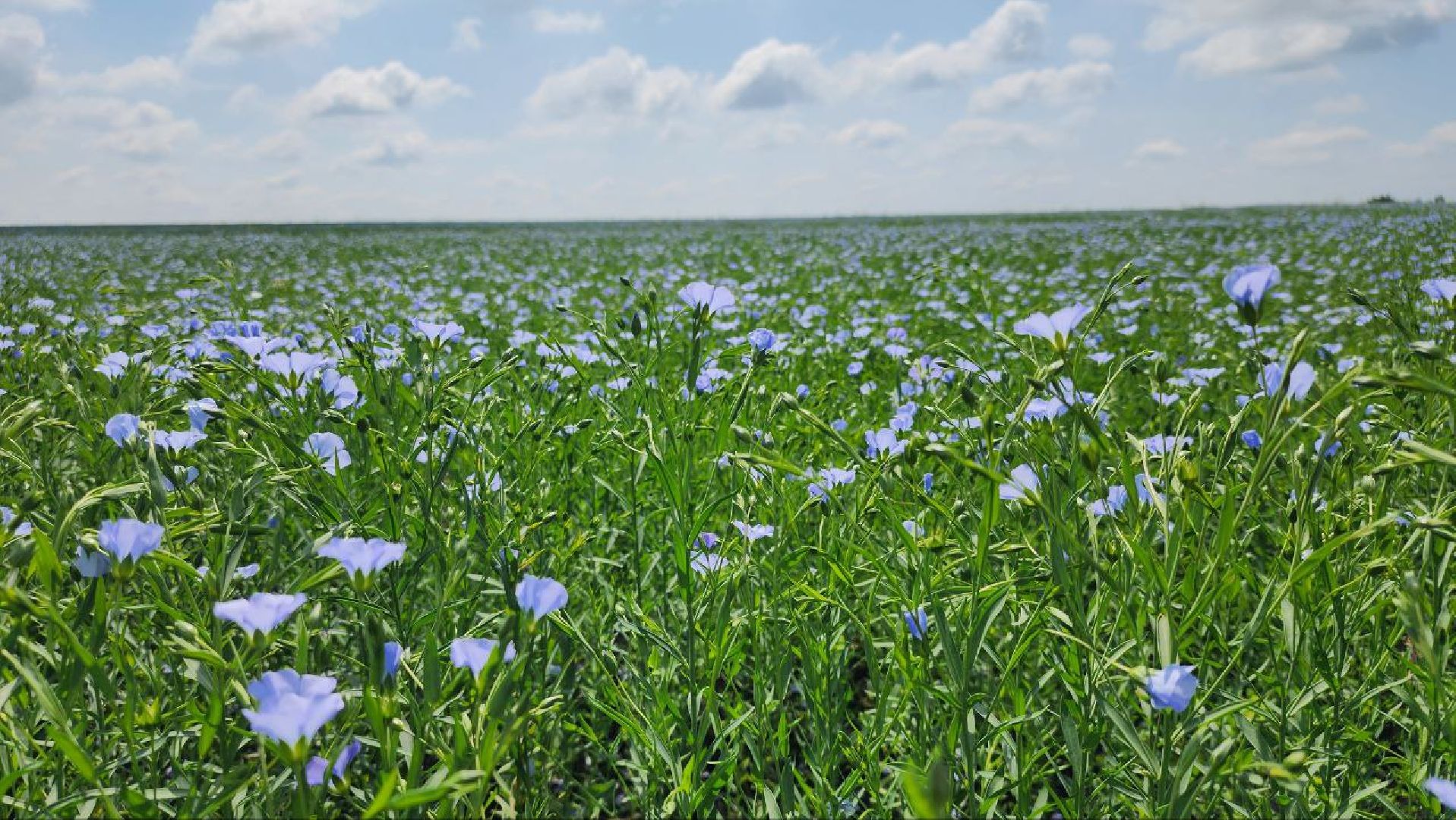 серебряные пруды, сельское хозяйство, лен,