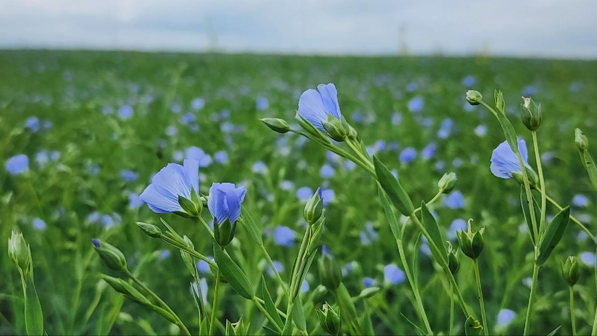 серебряные пруды, сельское хозяйство, лен,