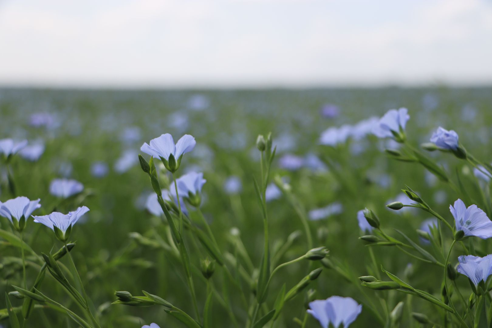 серебряные пруды, сельское хозяйство, лен,