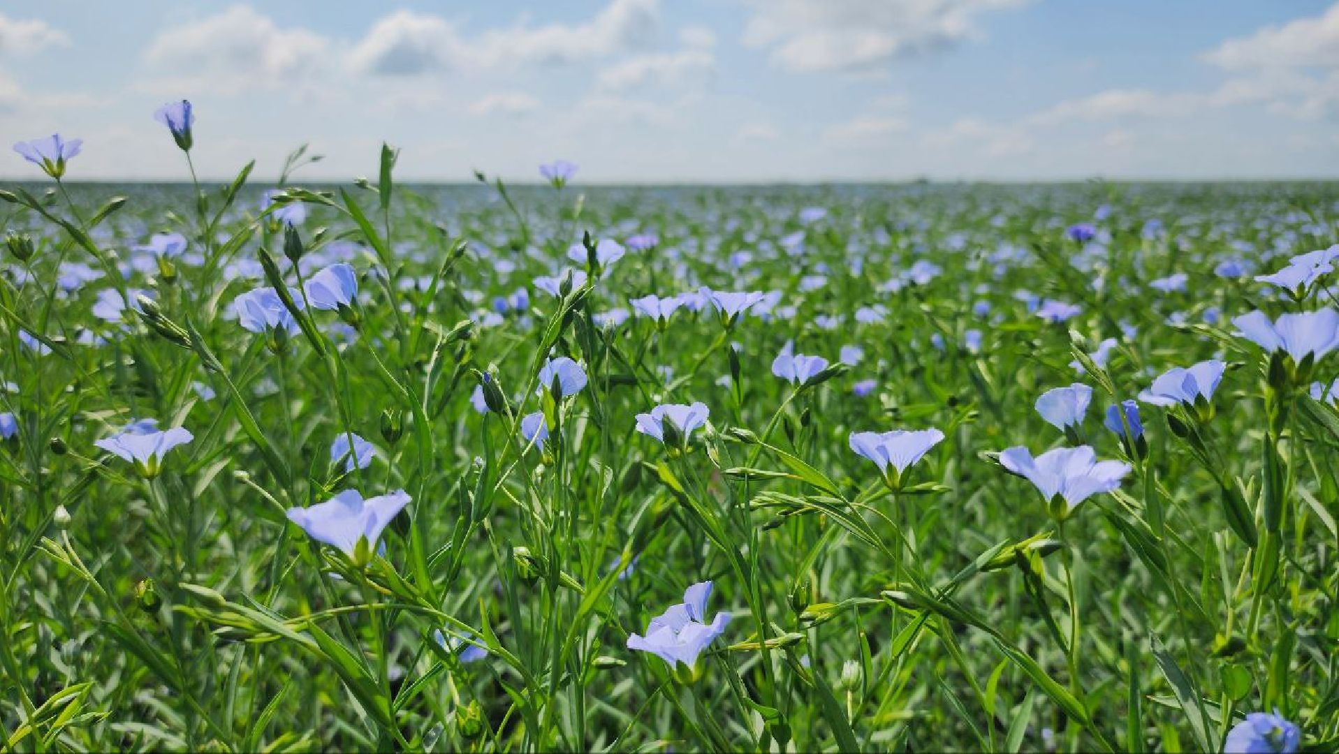 серебряные пруды, сельское хозяйство, лен,
