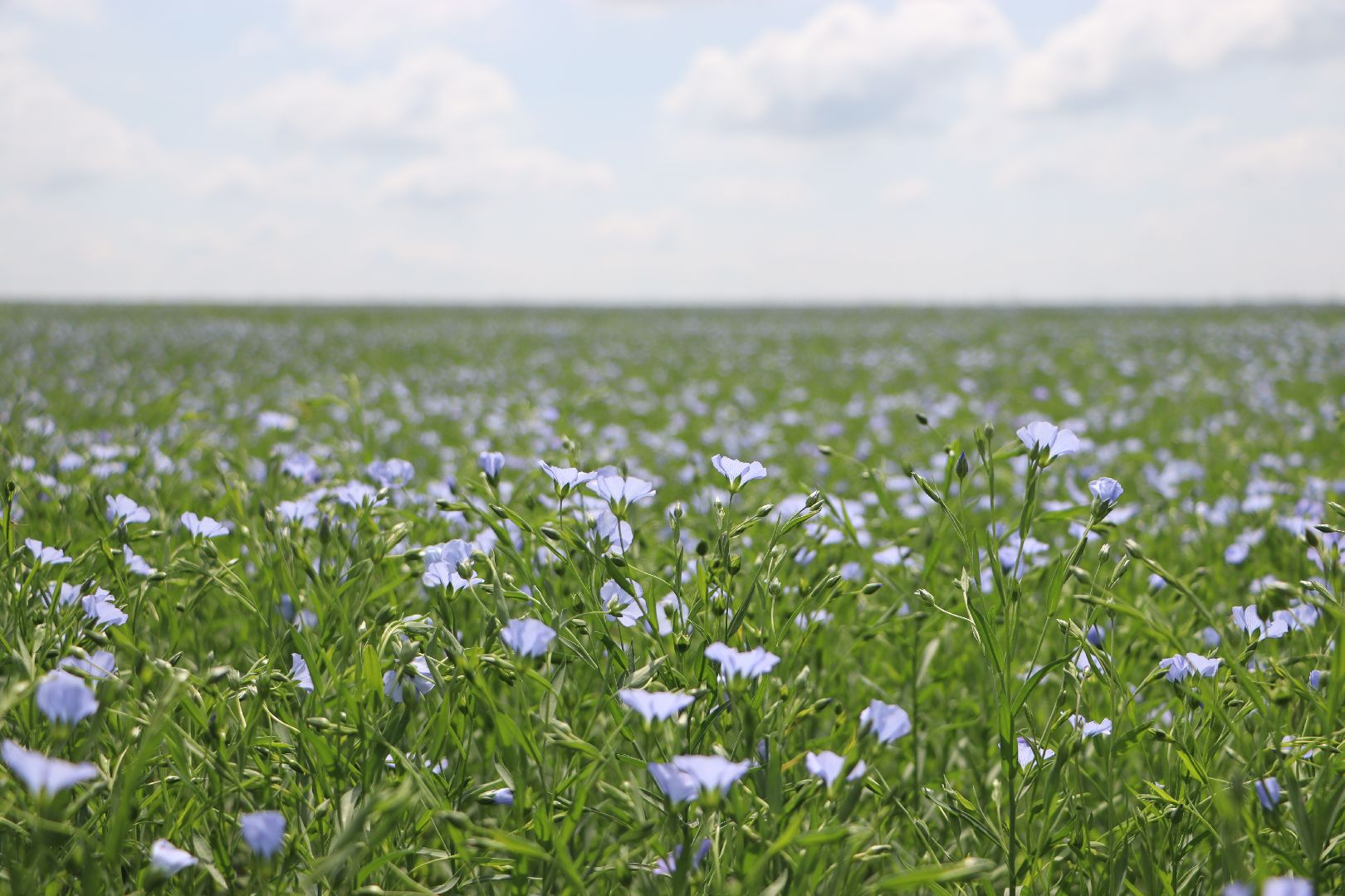 серебряные пруды, сельское хозяйство, лен,