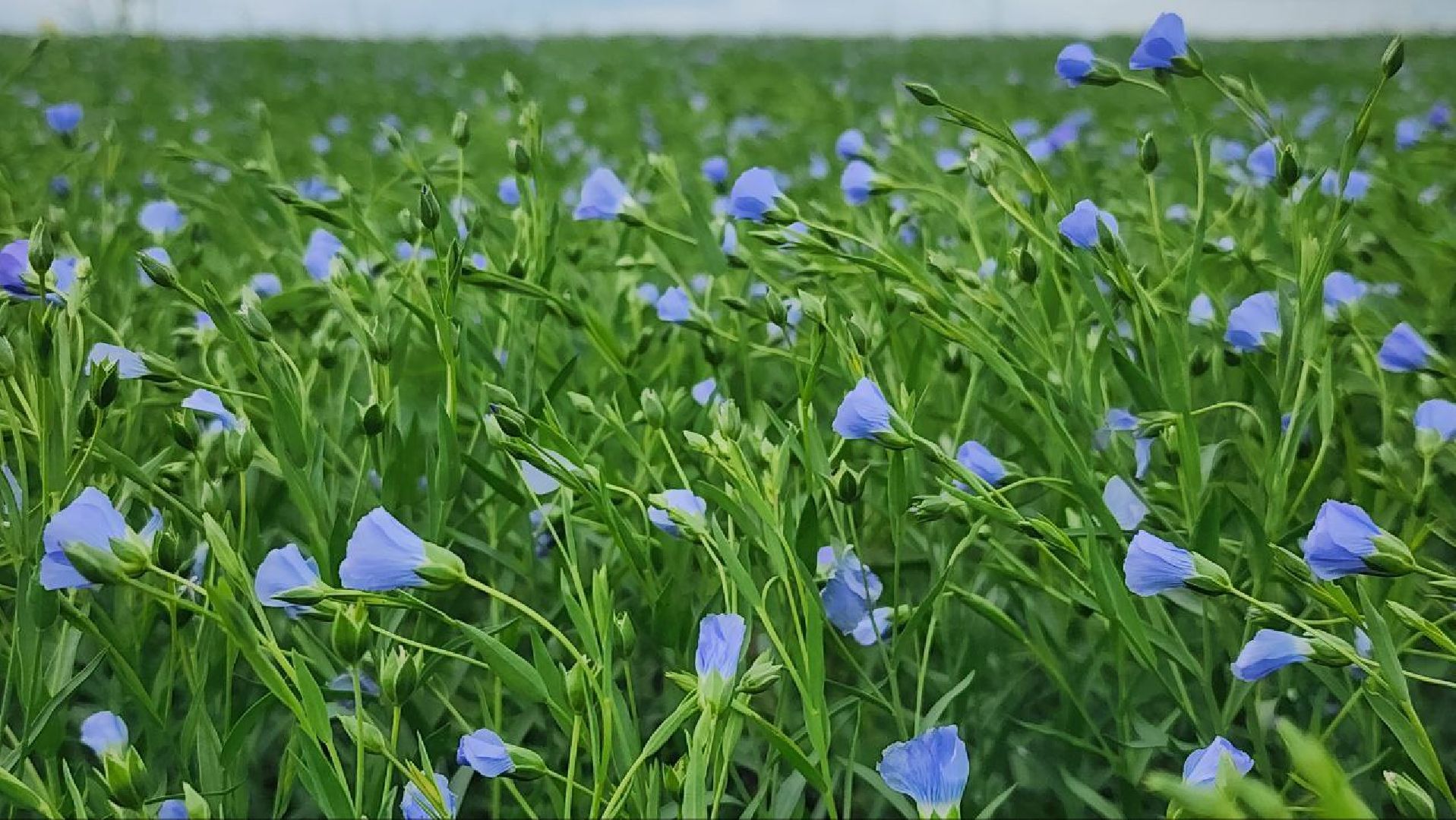 серебряные пруды, сельское хозяйство, лен,