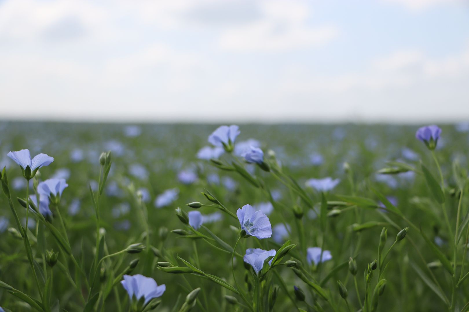 серебряные пруды, сельское хозяйство, лен,
