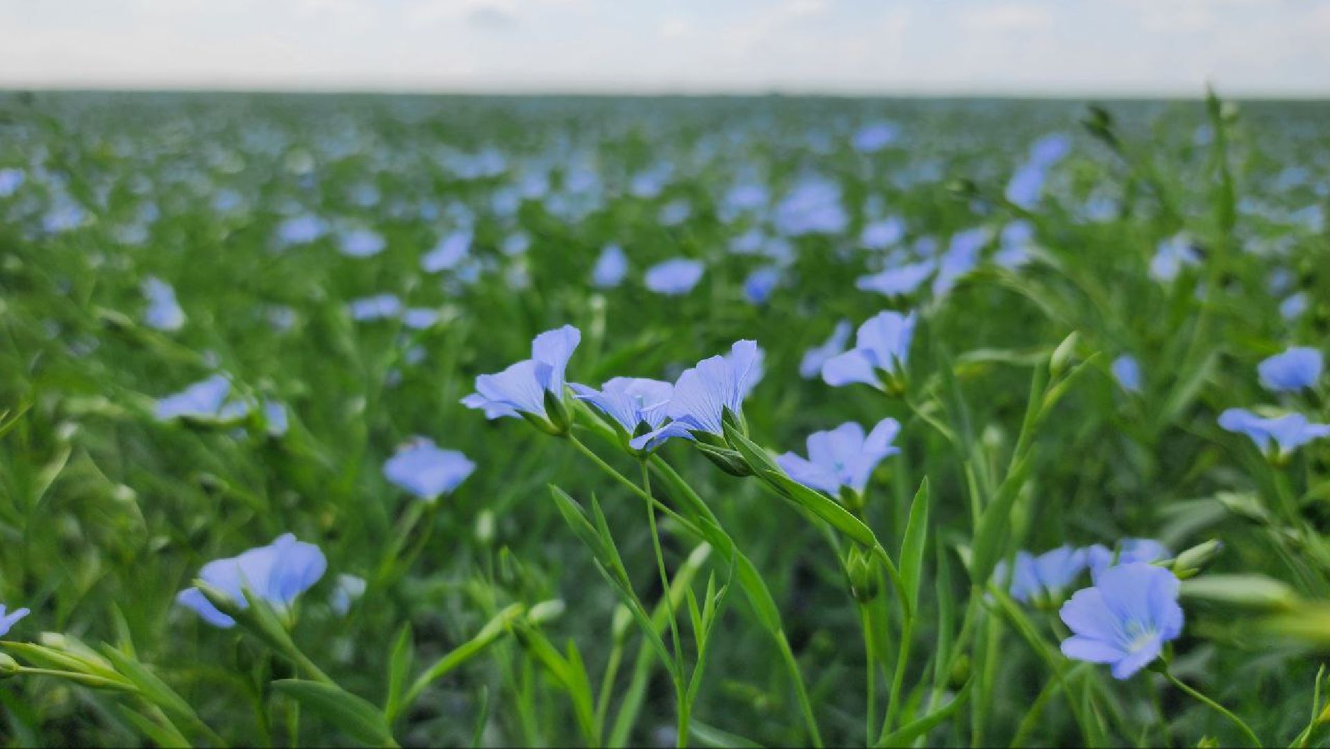 серебряные пруды, сельское хозяйство, лен,
