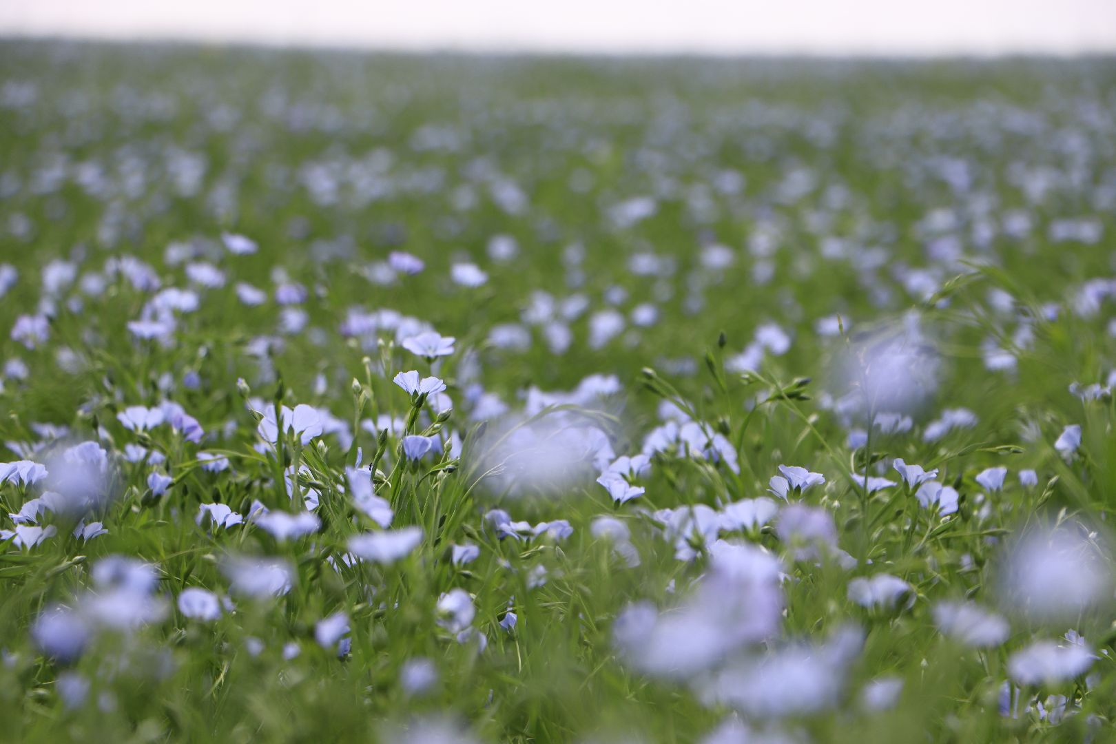 серебряные пруды, сельское хозяйство, лен,