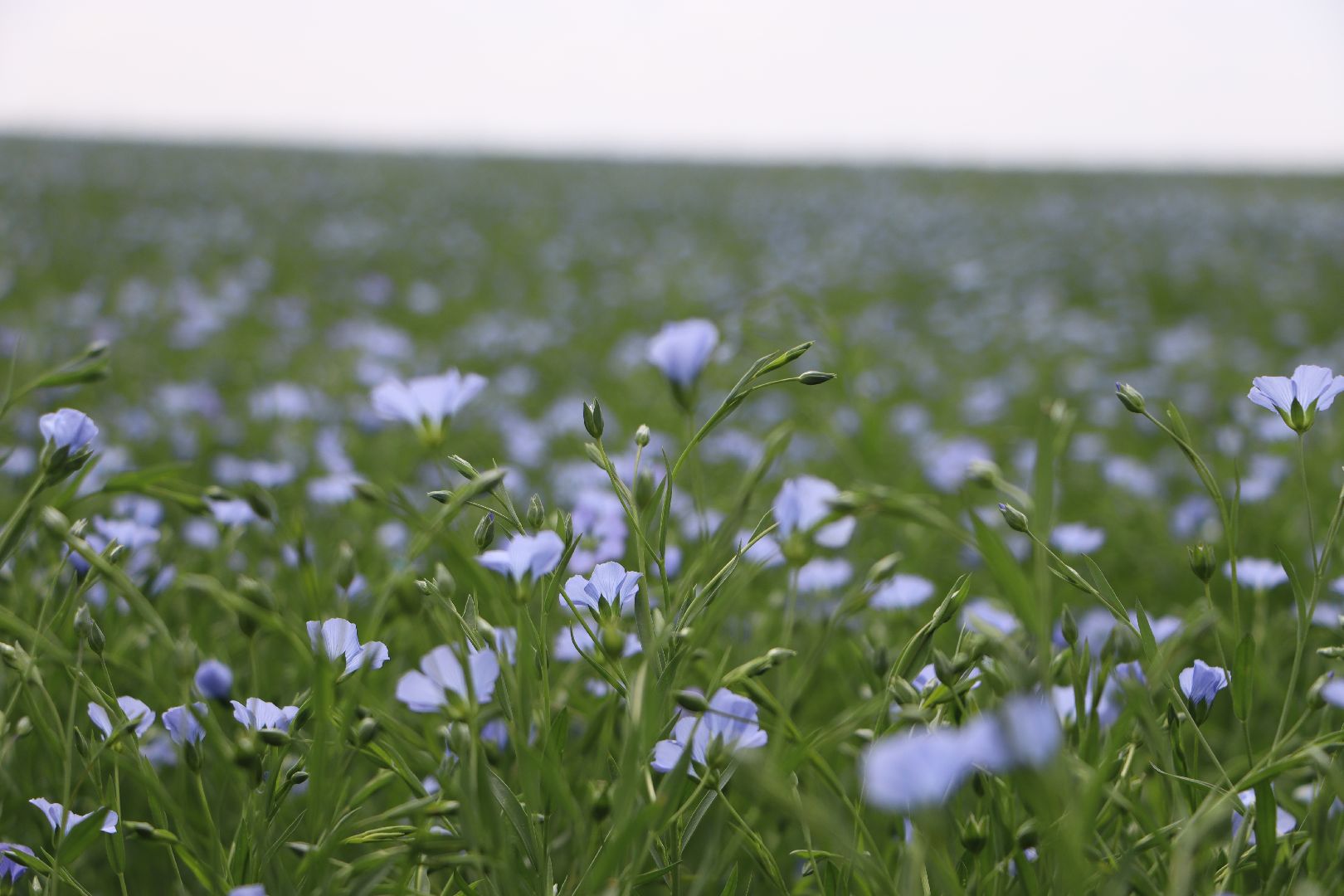серебряные пруды, сельское хозяйство, лен,